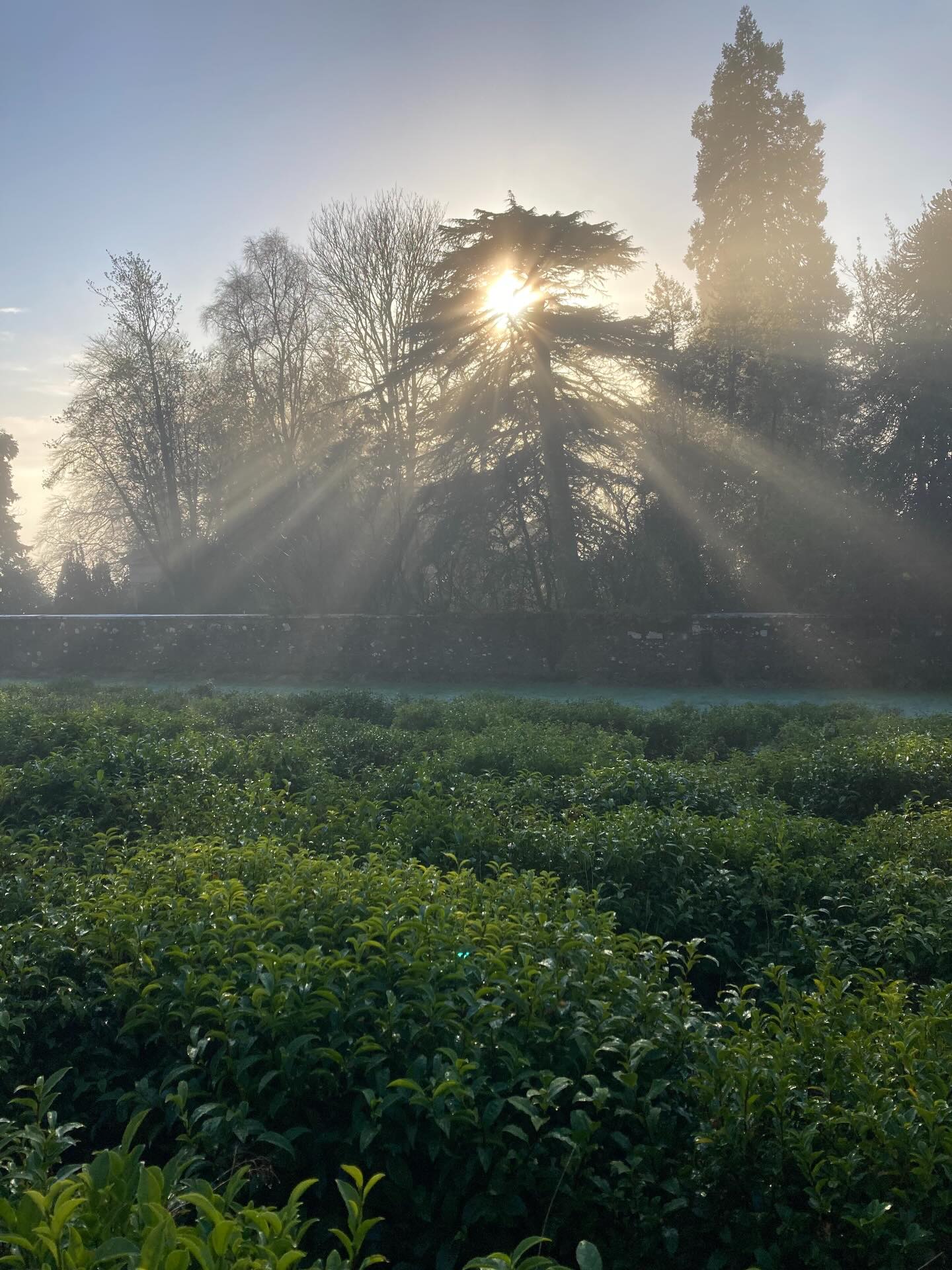 Happy New Year! May 2026 be filled with lots of rays of sunshine and endless cups of tea!
🌱
🌱
🌱
#happynewyear #kinnettlesteagarden #tea #finetea #teagardensofscotland