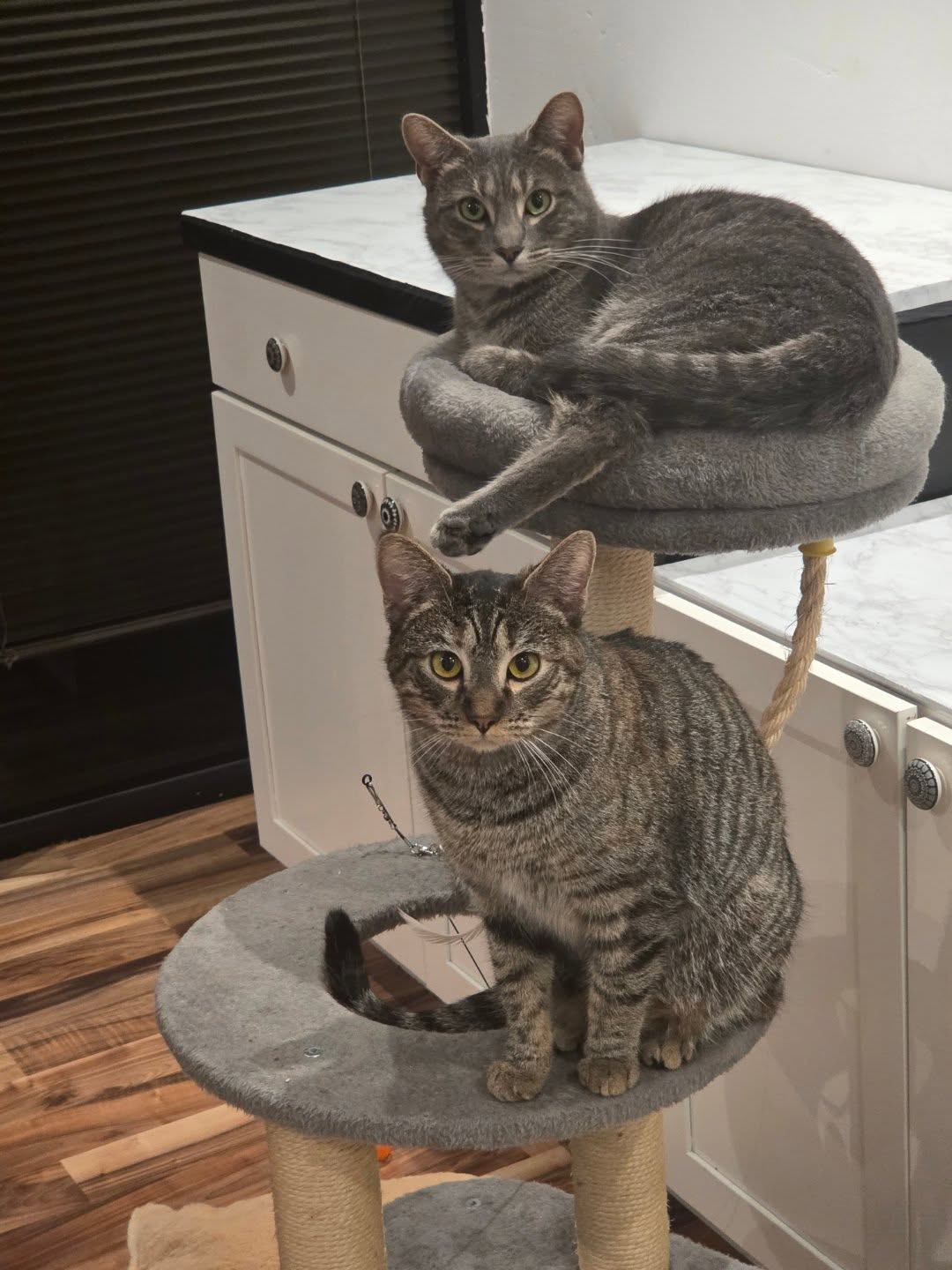 Rosita and Taffy, a bonded pair of beauty, sweetness, and comedy. They are ready for a meet and greet by appointment! DM us for a visit!