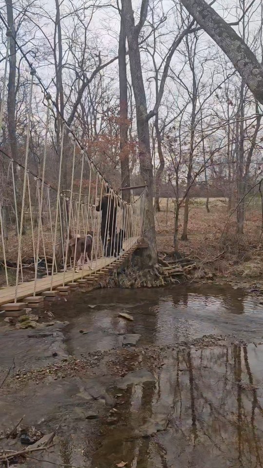 Grass, sunshine, and dogs. ☀️
Our 7 dogs enjoying @mahalaspringsandfarm 🌿🐓🐐
#dogsofinstagram #dogtraining #offleash #adventure #tennessee