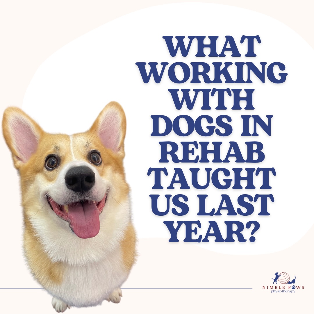 Looking back on the past year of rehabilitation work, one thing became very clear. Dogs may come in with different diagnoses, but the way movement adapts and compensates often follows familiar patterns.
Real progress isn’t about doing more exercises. It comes from understanding what needs to change, why it matters, and how to support it consistently.
#nimblepaws #movementmatters #caninerehab #dogphysio sgdogs