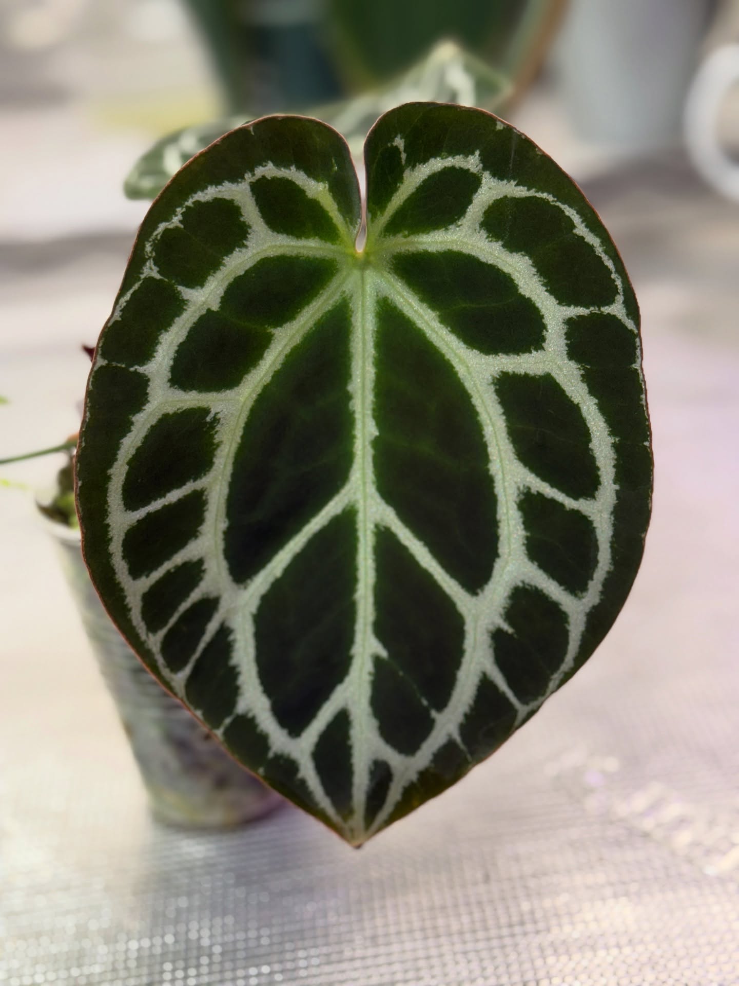 Favorite leaves of the week!
What do you think?
☘️Heinz
☘️Tezula Purple Crystal
☘️Crystallinum Chocolate variegated
☘️Blue Papi x RVDP variegated
#indoorjungle #anthuriumaddict #anthuriumsofinstagram #leafoftheweek #plantlife #plantsaremedicine #planthealing