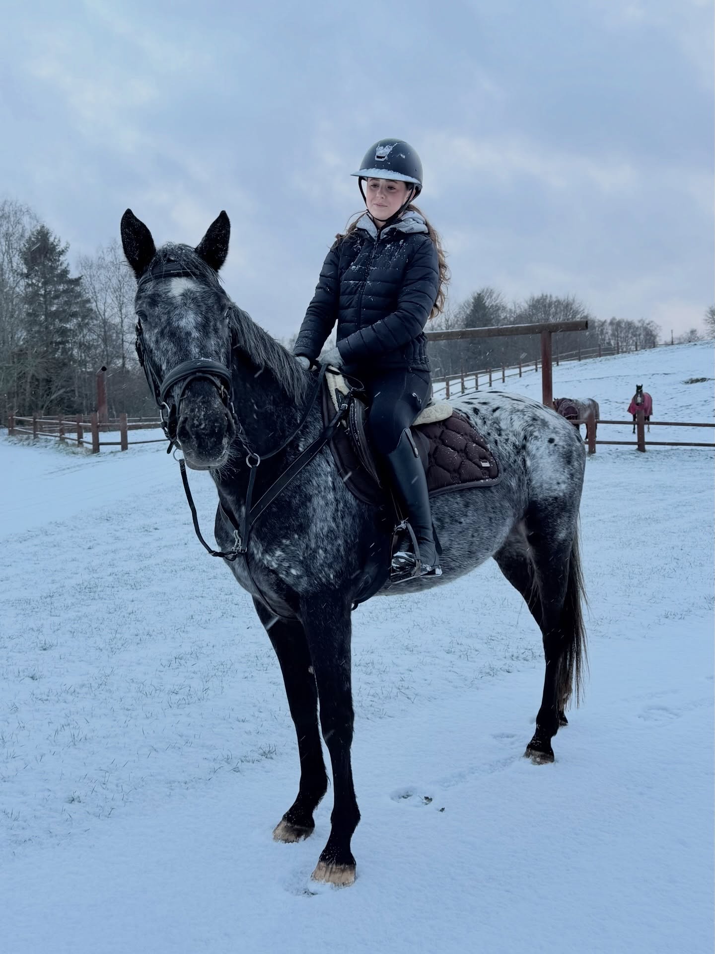 Vores dejlige hest Spot🐴 Med og uden sne, hvilket billede er din favorit? ‘❄️ eller 🌳?’ #østerlundridelejr #danmarkssjovesteridelejr