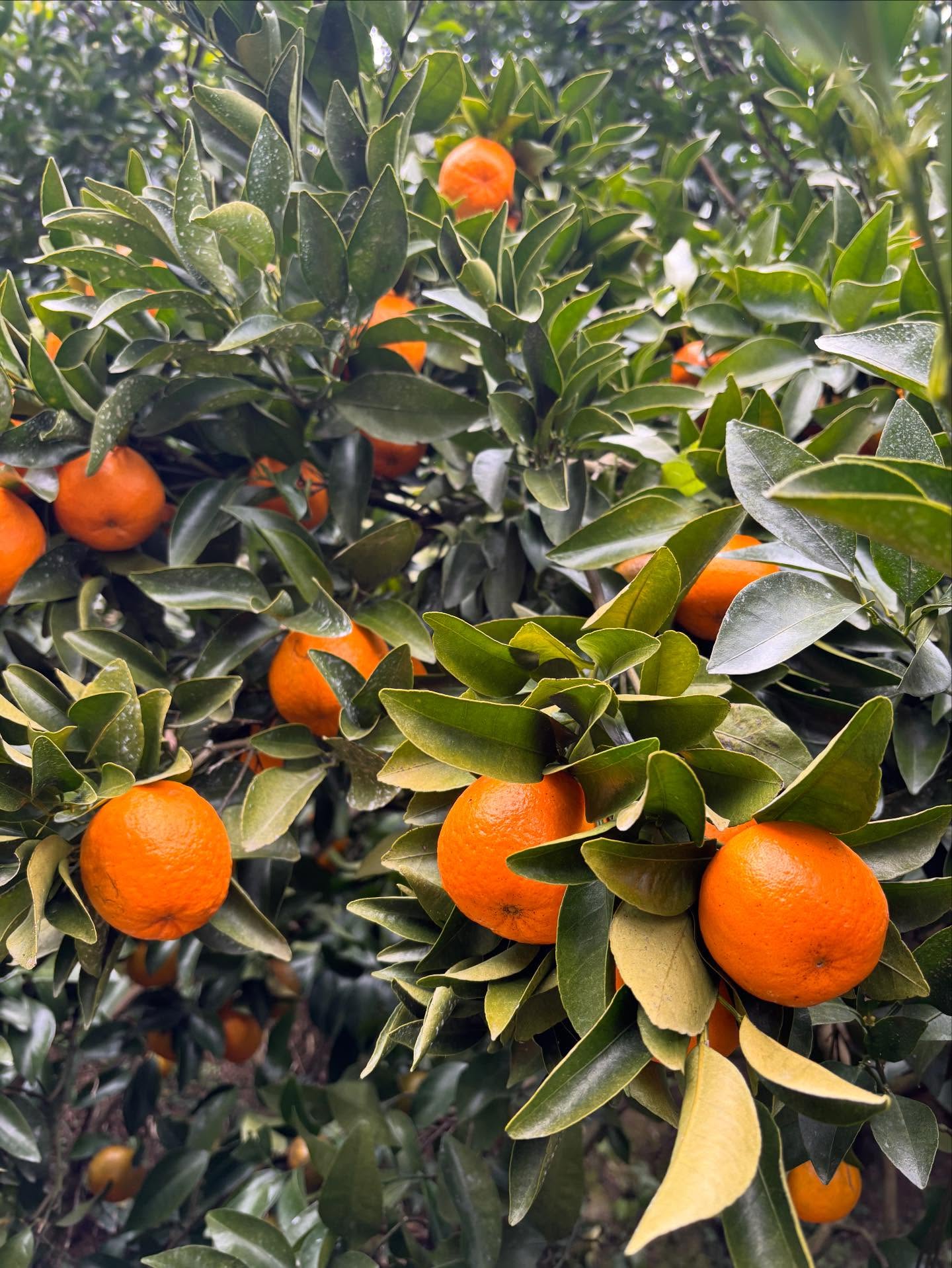 初仕事は、ポンカンの収穫