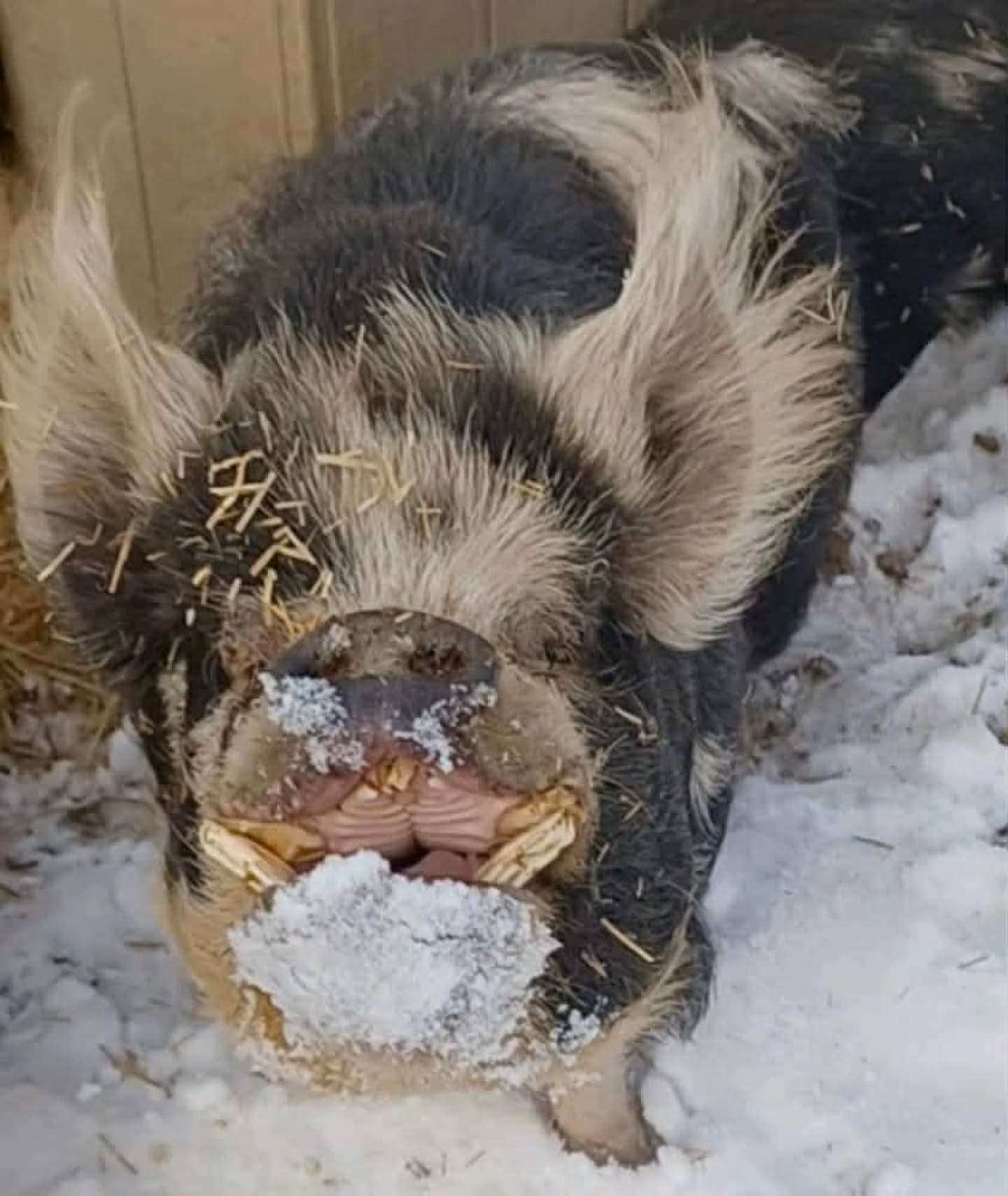 Maui!
#kunekune #pigsaspets #pigsofinstagram #animalrescue #animalsanctuary