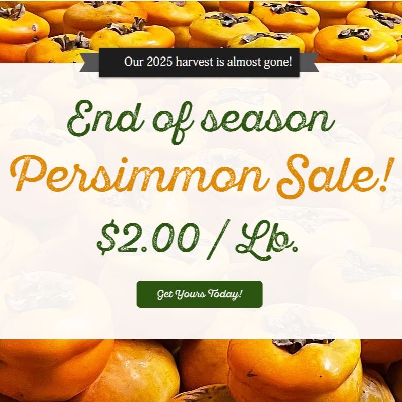 It's the end of the Tamopan persimmon season at Eight Gates Farm. This is all that's left of the 2025 harvest - now $2 per pound.
Call, DM, or email us to get yours before they're all gone!
#eightgatesfarmproduce #tamopanpersimmons #persimmon #persimmons #chapelhillfoodie #chapelhillnc #chapelhillfarm #eatlocalgrown #eatfresh #localfarmers #localbusiness #localfarm