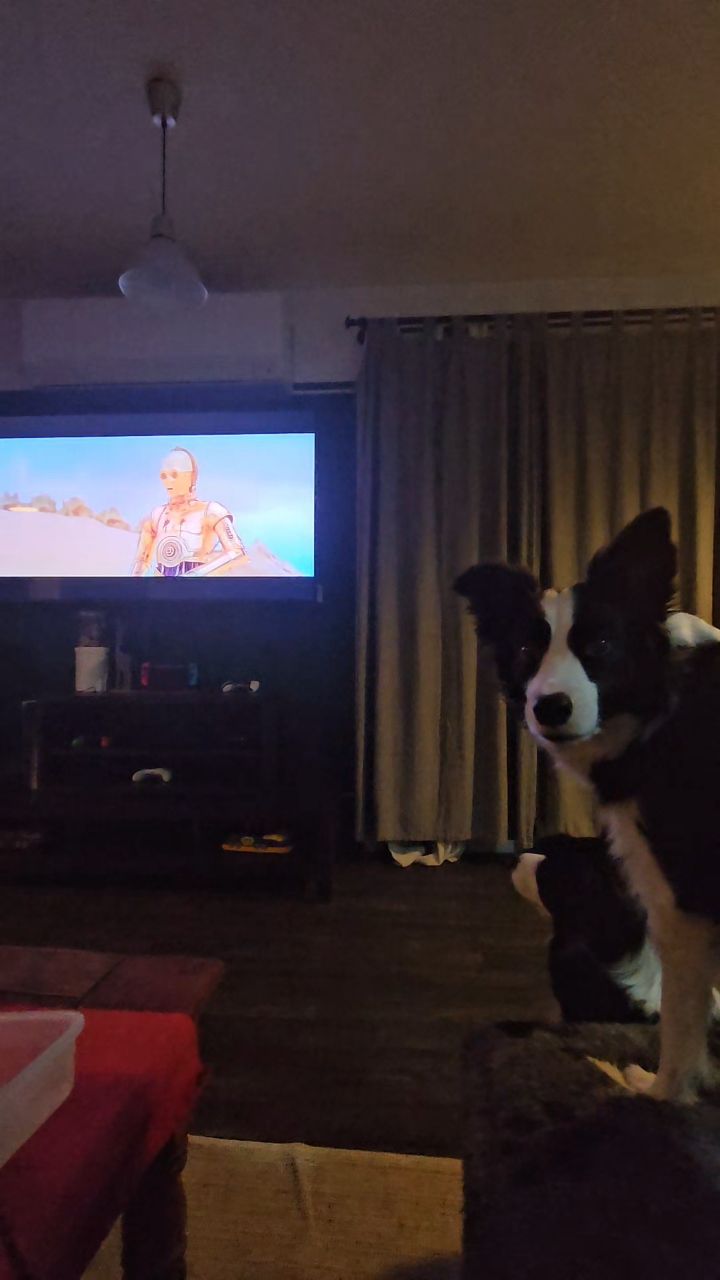 Border Collie watching Starwars
🌌🚀👨🚀
When your dogs arw nerdy and you love it 😂😍
Zora the #bordercollie - #StrarWars #obsessed
#nerdydog