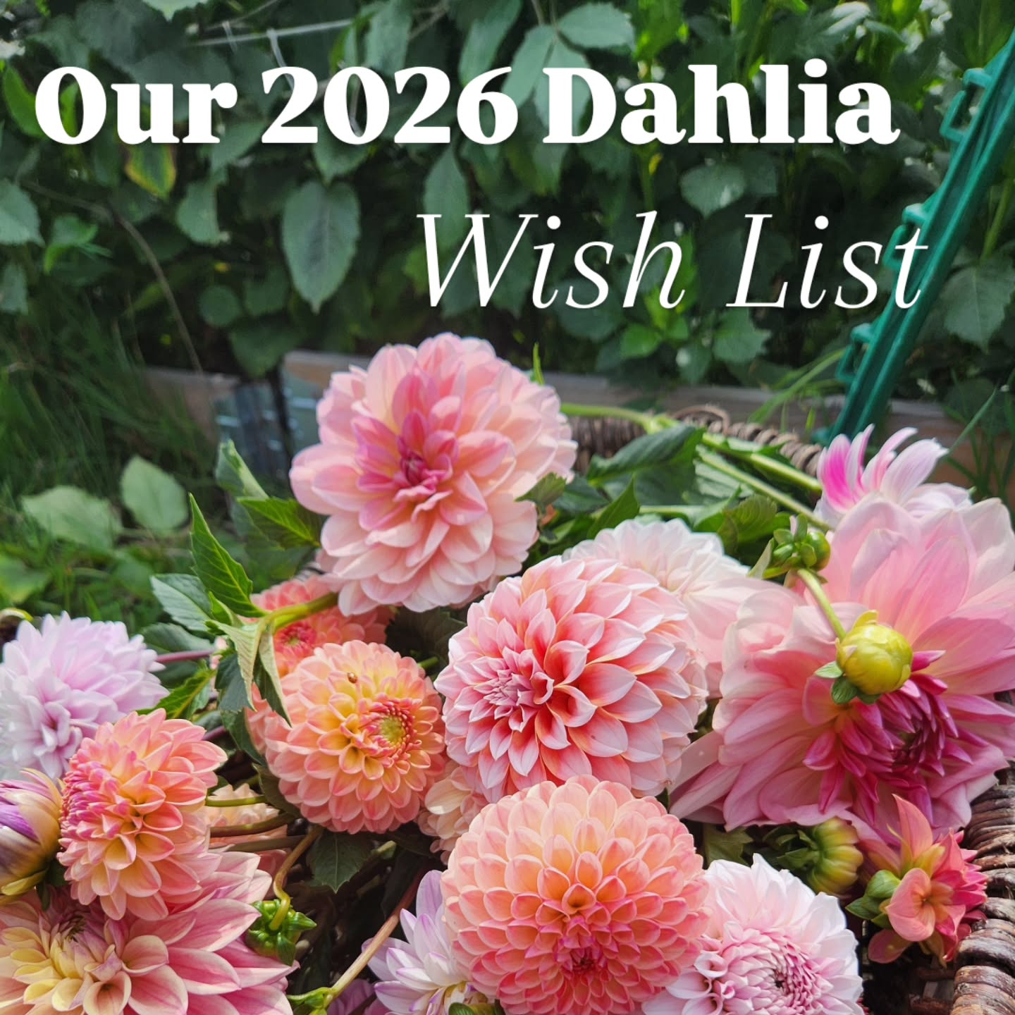 A little dahlia daydream… 🌱✨
These are the dahlias that live rent-free in our heads — a small wish list of varieties we admire from afar and are hard to get hold of here in the UK.
Because we don’t have these beauties growing in our own garden, all photos in this post belong to the wonderful growers tagged on each image, and are shared purely for inspiration and appreciation.
🌸 KA Cinder Rose
Basically a dream of a dahlia — smoky, romantic, and impossibly elegant.
🌸 Camano Zoe
Widely available in the US and known as a generous seed producer — reliable and beautiful.
🌸 AC Twisp
Another lovely seed producer, creating whimsical, blousy seedlings that feel soft and storybook-perfect.
🌸 By-so-obsessed
That dark-centred collarette… honestly what collarette breeding dreams are made of.
🌸 Optical Illusion Dahlia
Those fully double blooms with petaloids — we would love to get our hands on those genetics amd share them with the world (ie UK).
One of our favourite things about the dahlia world is being able to admire each other’s gardens across oceans and climates. Even when certain varieties are tricky to source here, we love seeing how they thrive in other people’s hands.
If you grow any of these, we’d love to know what they’re like in real life 🌸💭
