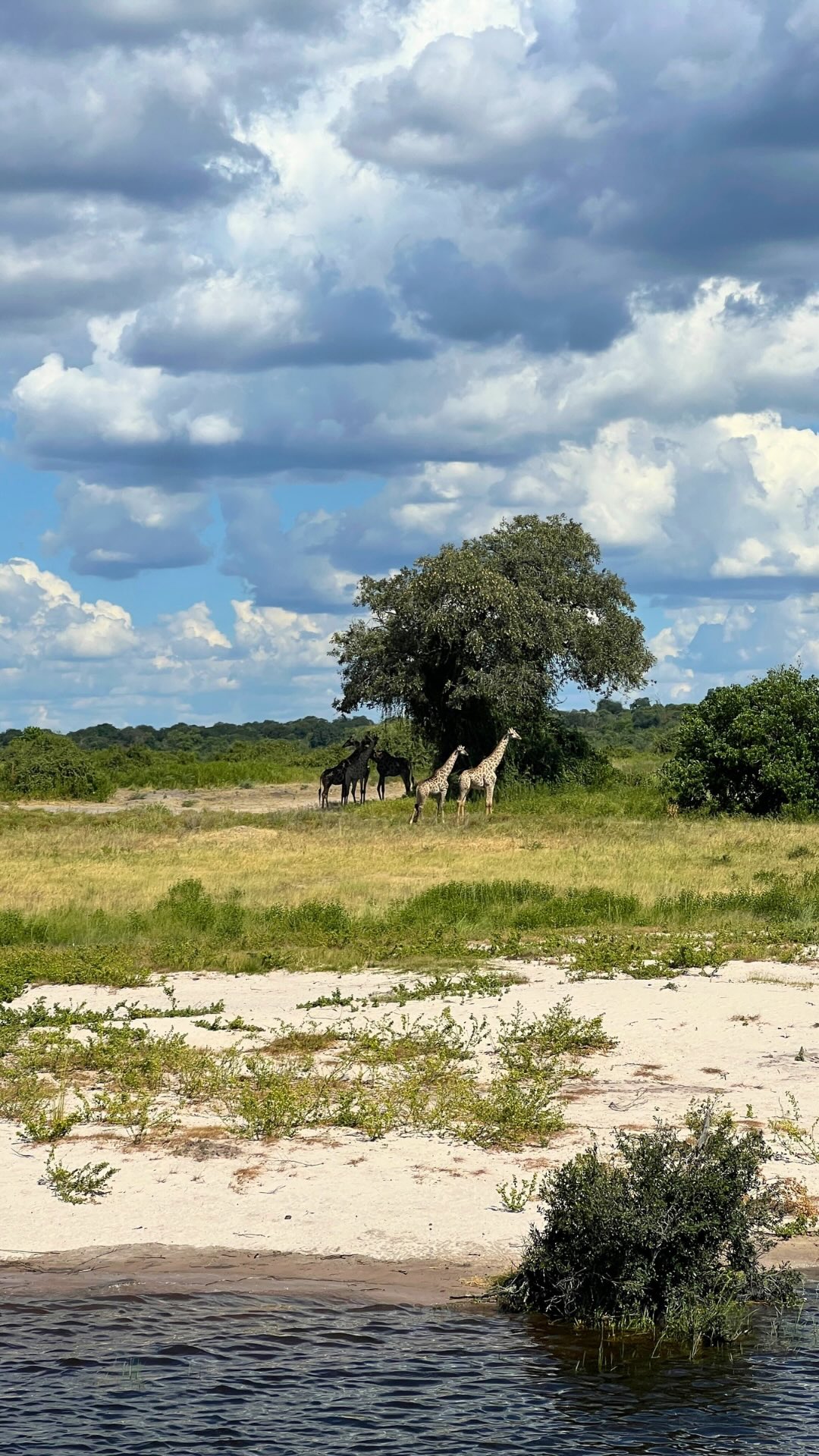This was my everyday morning view on a Chobe River Cruise… and it still doesn’t feel real. 🐘✨
Waking up, opening the curtains, and seeing elephants roaming along the riverbanks — all before coffee — is a completely different way to experience Africa.
It’s quiet. It’s slow. And it feels incredibly grounding.
A Chobe River Cruise isn’t about rushing from place to place.
It’s about letting wildlife come to you.🐘
Game viewing from the water.🌊
Sunrises and sunsets over the river.🌅
Spacious cabins, attentive service, and days that unfold at a calm, intentional pace.😌
This is the kind of trip where your mornings start with awe instead of alarms.
Where nature sets the schedule.
And where every day reminds you how big and beautiful the world really is.
If you’ve ever dreamed of a safari experience that feels immersive, peaceful, and unforgettable — this is one to put on your list.
Have any questions about Chobe River Cruise? Drop them in the comments or slide into my DMs.
.
.
#choberiver #choberivercruise #southafricatrip #morningview #travelsbyniki