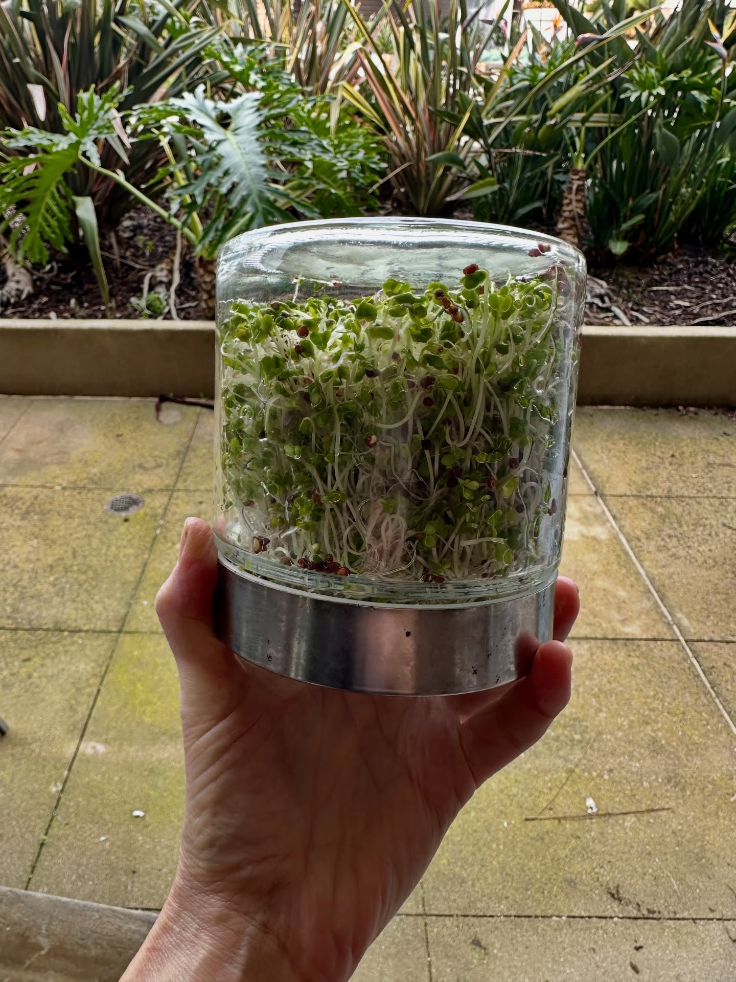 Nature is a miracle! I grew these sprouts this past week to represent the miracles I’m watering for 2026! Resilience got me through 2025 and I’m ready for the most amazing life upgrades. Grow grow grow!!! 🌱🪴🌳
.
#sprouts #broccolisprouts #sprouting #natureismedicine #miracles