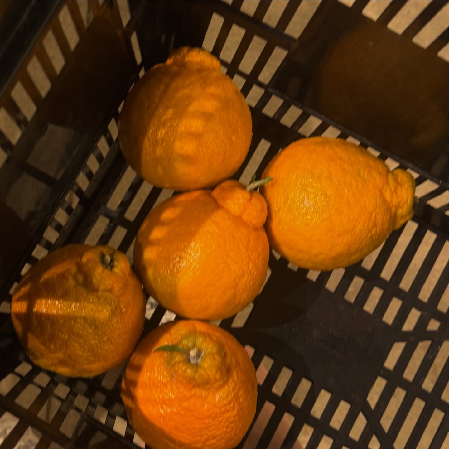 hallabong • the fruit of jeju island 🍊