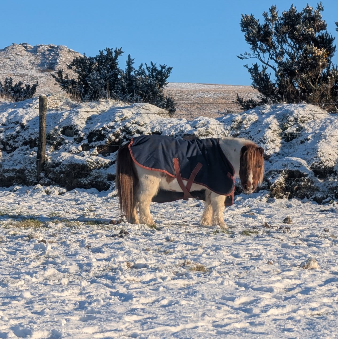 More snow spam but this time it's little Jerry in the snow 🥰❄️
.
.
.
#snow #shetlandponiesofinstagram #dartmoornationalpark #holidaycottagesuk #dartmoorholidaycottage