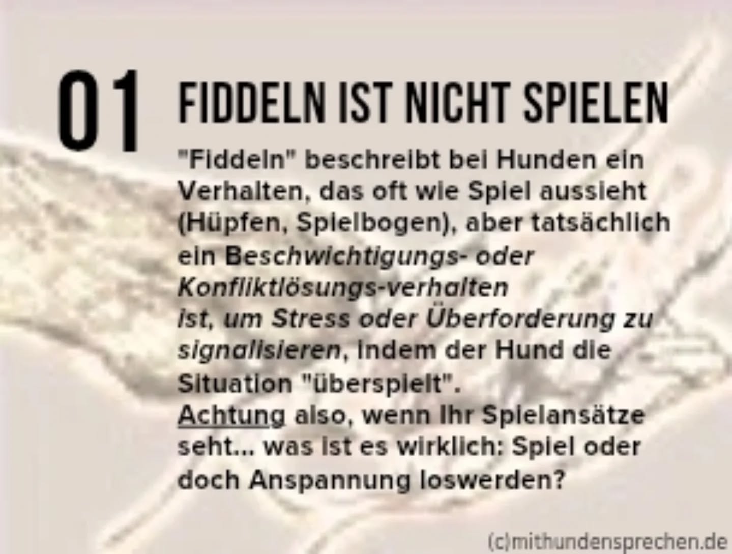SO OFT MISSVERSTANDEN und führt zu weiterem Stress und Nicht-Vertrauen in der Zukunft:
zwei Hunde treffen aufeinander... einer hüpft und macht Spielgesten, vorn runter, Schwanzwedeln, rumhüpfen usw. oder beide tun das...
die Wahrscheinlichkeit, dass sie zu Beginn gleich spielen oder es gleich eine ECHTE Aufforderung zum Spielen ist, ist NICHT groß. (Hunde verstehen das, Menschen nur ganz oft nicht, wenn sie das sehen)
Das gilt auch für die Begegnung mit Menschen.
Das Rumhüpfen, das Menschen dann niedlich finden, ist oft Anspannung.
Dynamisches Annähern und eben die anschließenden Spielbewegungen sind eher ein Hinweis, dass es um Abbau von Anspannung geht beim Hund selbst und ein Signal an den anderen ist, dass der Hund es nett meint, es "spielerisch" ist, dass es nicht gefährlich werden soll, er/die Situation aber angespannt ist.
Das KANN in einem Spiel enden, ist aber zu Beginn sehr selten/nie eines. Weiteres ggf auch gemeinsames Rennen oder Hüpfen ist in der Regel "nur" Spannungsabbau und gegenseitiges Prüfen, wie der andere "drauf ist" und sehen wie er "spricht"/sich bewegt usw.
Auch wenn es schade und unromantisch ist:
Geht zunächst also davon aus, dass es reine KOMMUNIKATION über Spannungen ist und (noch) kein leichtes, nettes, freies, lustiges Spiel. Das ist es seeeehr selten.
....mehr zu Spiel, "Hundevokabeln" und "Strategien" im Training
#mithundensprechen #hundesprache #hundetraining #Hunde #hundeliebe