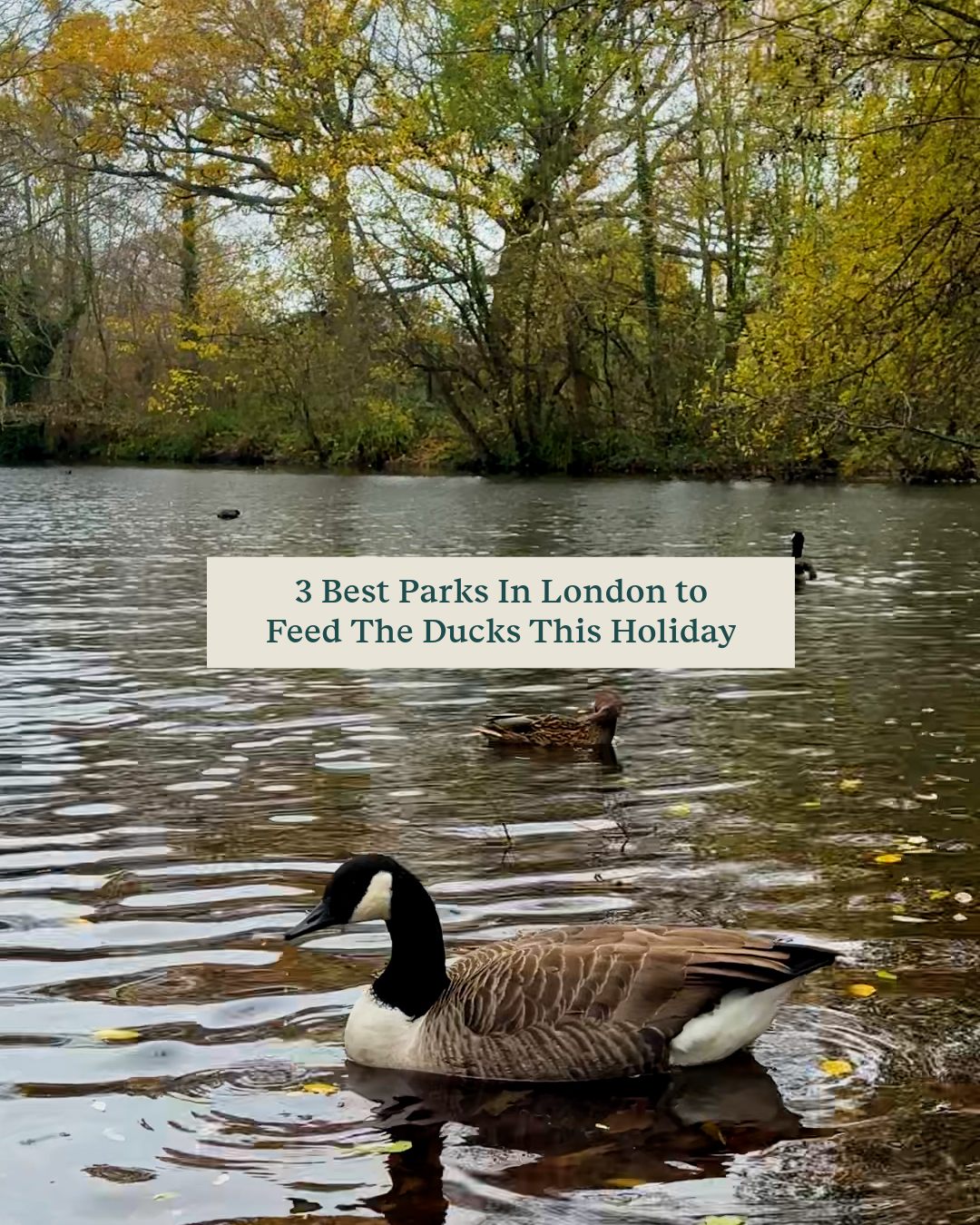 Looking for the best spots to feed the ducks this holiday? 🦆🎄 We’ve rounded up our top three London park favorites, each with a cozy Roots & Berries café nearby to keep you fueled!
1️⃣ Bishops Park, Fulham: A serene riverside stroll. Pick up your duck food from The Teahouse Café! ☕️
2️⃣ Wandsworth Common: Visit our handsome pond residents and grab proper feed from The Skylark Café. 🦢
3️⃣ Ravenscourt Park, Hammersmith: Nab a stripy 50p bag from The Paddenswick Tea Gardens while you enjoy the winter sun. ☀️
When you pick up a bag of proper duck and swan feed from our cafés, you’re doing more than just giving them a treat:
High-Quality Nutrition: Our feed is specially formulated to keep our birds healthy and thriving.
Supporting Local Biodiversity: 100% of the proceeds from our 50p feed bags go back to the Friends Groups and community partners who directly look after the beautiful parks and commons around us.
Sustainable Fun: It’s a simple, sustainable way to enjoy London’s nature with the whole family. 🌸🐝
#DuckFeeding #LondonParks #FamilyFun #SustainableLiving #ParkAdventures #NatureWalks #WinterActivities