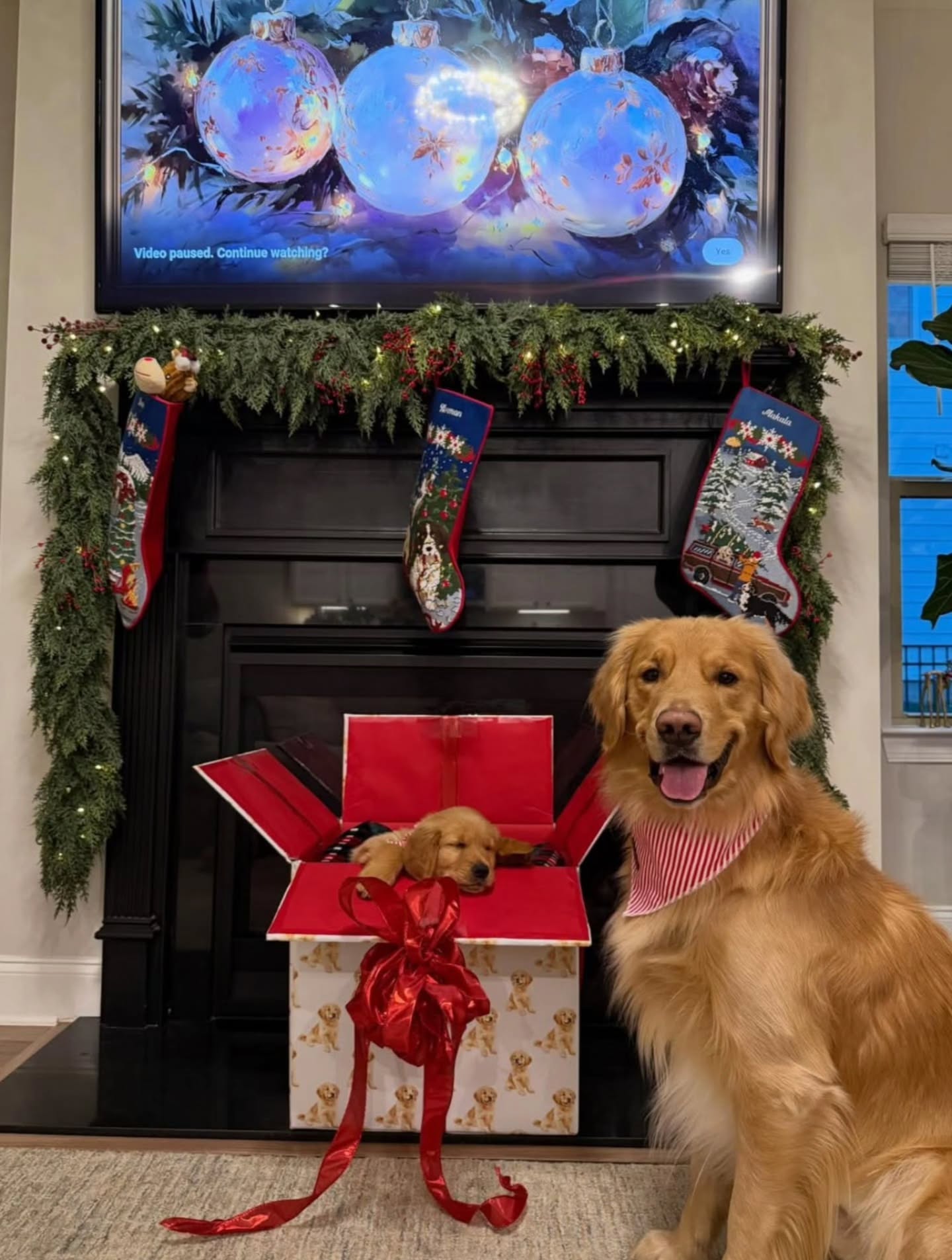 One of Emma's boys Beau from the previous litter got a little brother from Luna for Christmas. His name is Norman. Thank you so much for sharing 😍😍😍