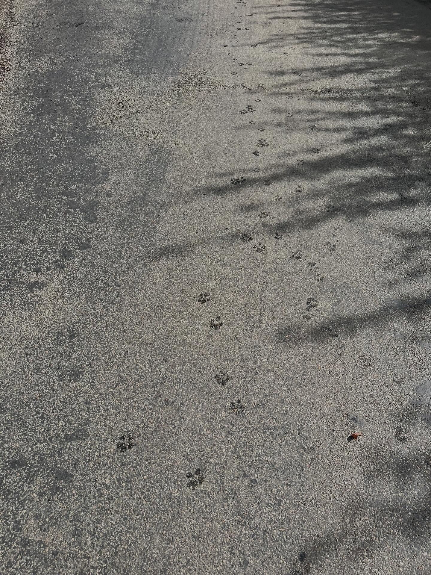 Happy New Year 🎉 A massive thank you to all our members for your continued support throughout the year.
We’re so grateful for each and every one of you and can’t wait to welcome you back on the 5th January 2026 🐾