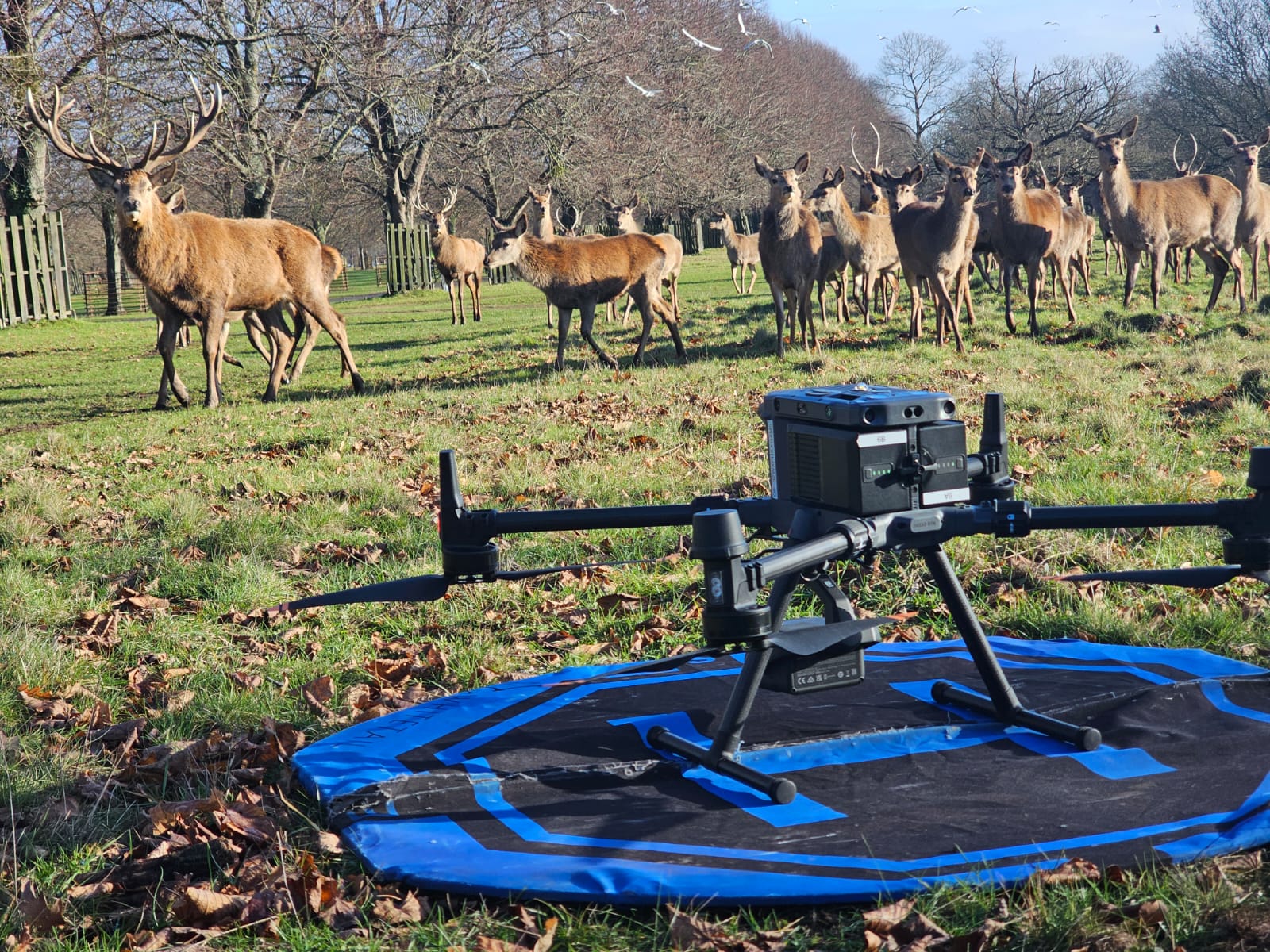 No drone needed for this flight point!
This week the team have been down in England surveying sites across the country, from the Peak District through to Kent.
#reddeer #bhwildlifeconsultancy #dronesurvey