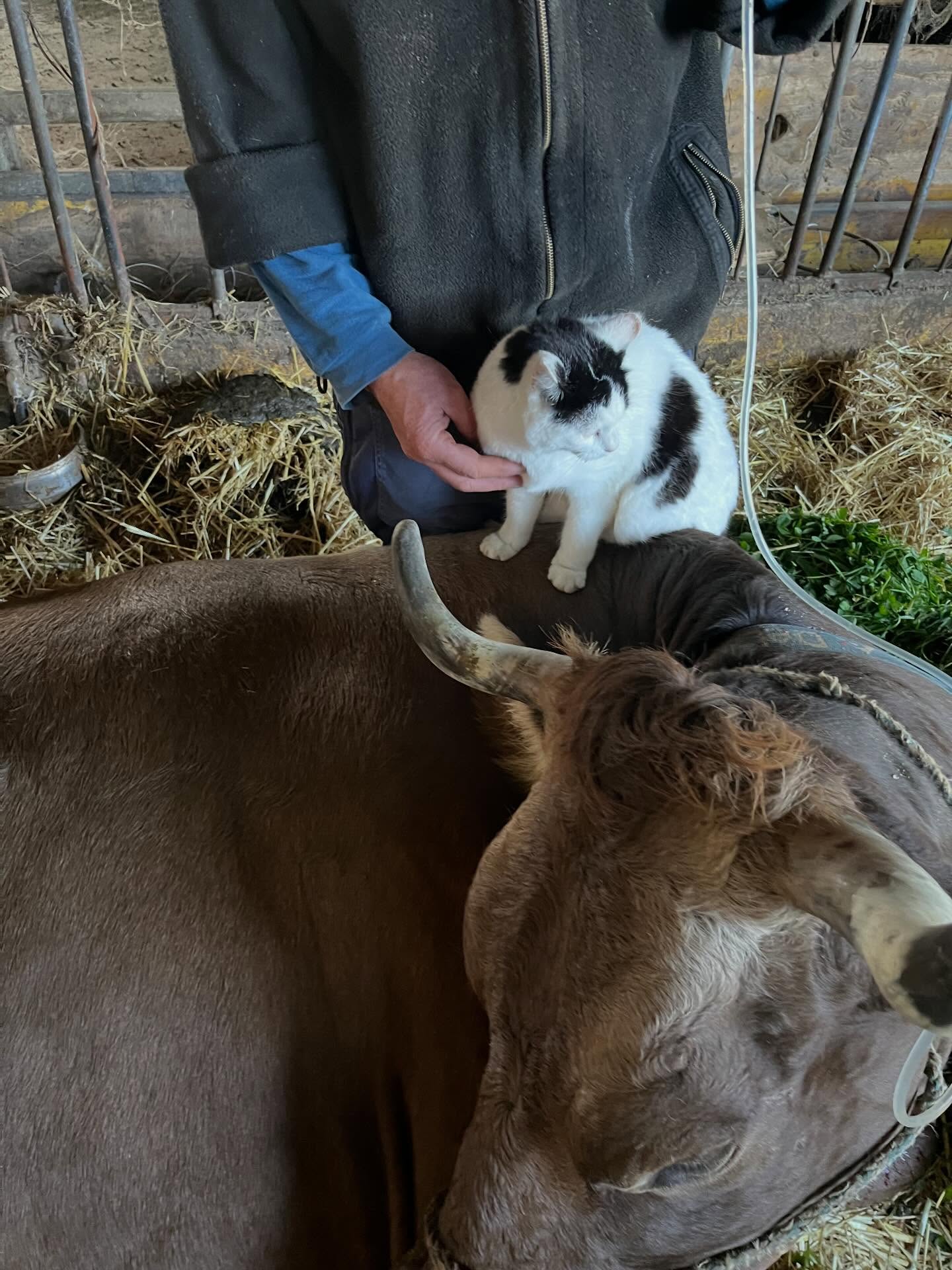 Einsatz bei den Grosstieren
Während die festliegende Kuh Aurelia eine Infusion erhält, gesellt sich Katze Ella dazu. Als wolle sie der Kuh gut zureden, damit diese schnell wieder gesund wird.
Und das hat geklappt! Aurelia ist wieder fit! 🐮💜😺
@tierarztpraxis_rothenburg #kuh #nutztierpraxis #landidylle #bauernhofkatze #tierliebe