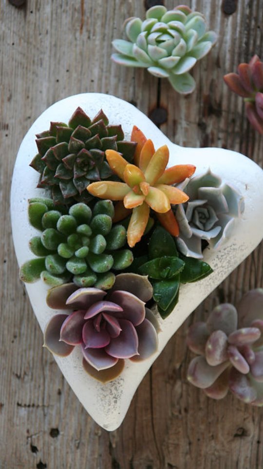 Keine grüne Hand? 🌿
Sukkulenten sind der perfekte Start – pflegeleicht, robust und wunderschön.
Folge mir für einfache Pflanzenideen 🤍
#pflanzenanfänger #sukkulenten #grünmoment #pflanzenliebe #einfachpflanzen