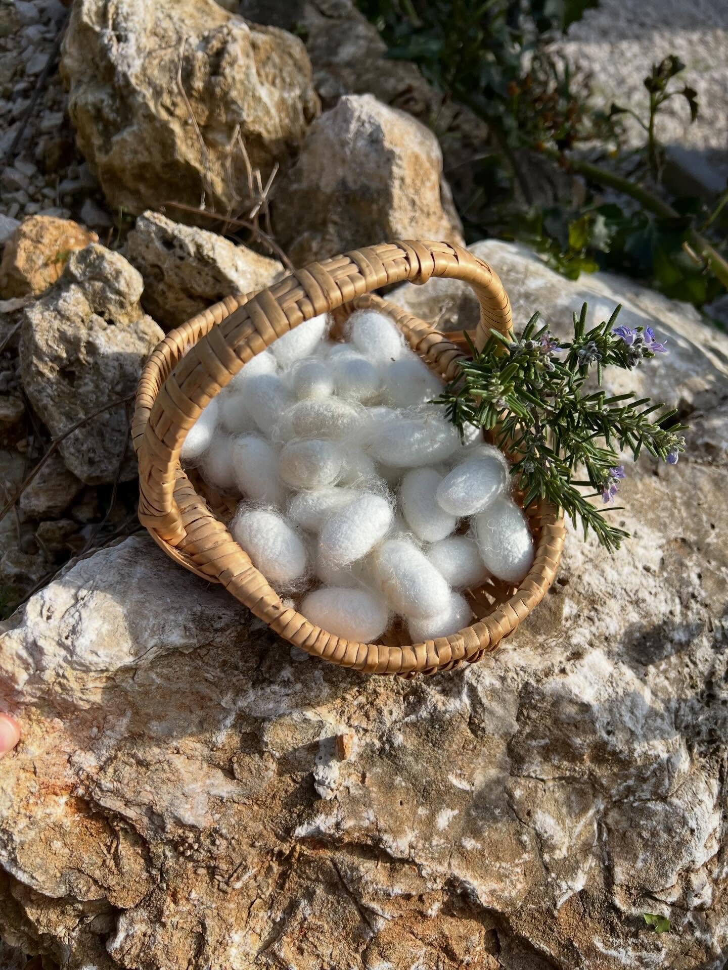 Bonne année 💚
An 1125. Le chevalier Saint Loup, revenu d’Orient chargé de cocons et de graines de vers à soie, s’isole en ermite au haut du pic qui porte désormais son nom.
An 1853. Record battu. On produit 26.000 tonnes de soie en France, la moitié des Cévennes jusqu’au Pic Saint-Loup. Beaucoup de foyers paysans du Sud brut élèvent des vers à soie.
An 1965. La dernière filature de soie ferme ses portes à Saint-Jean-du-Gard. S’achève un siècle d’extinction de la soie française, les délocalisations ont eu raison de milliers d’emplois.
An 2025. SAINT LOUP relance le Savoir-Faire de la soie française, qui ne tenait qu’à un fil. 60 ans après la fermeture de la dernière filature. 172 ans après le pic de production. 900 ans après le retour de Saint Loup.
Qu’allons-nous écrire ensemble en 2026 ?