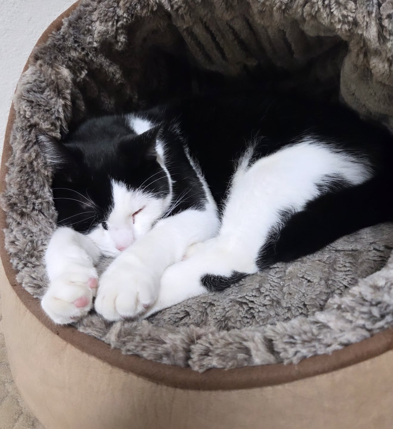 This BIG boy is named Skinny aka "Huck." He's a cuddle baaaaaaby! He's a big as Jerry with an added bonus. He doesn't mind being picked up! He's a gentle boy that would do best in a multi cat house hold. Come visit him @pointwestflowermarket