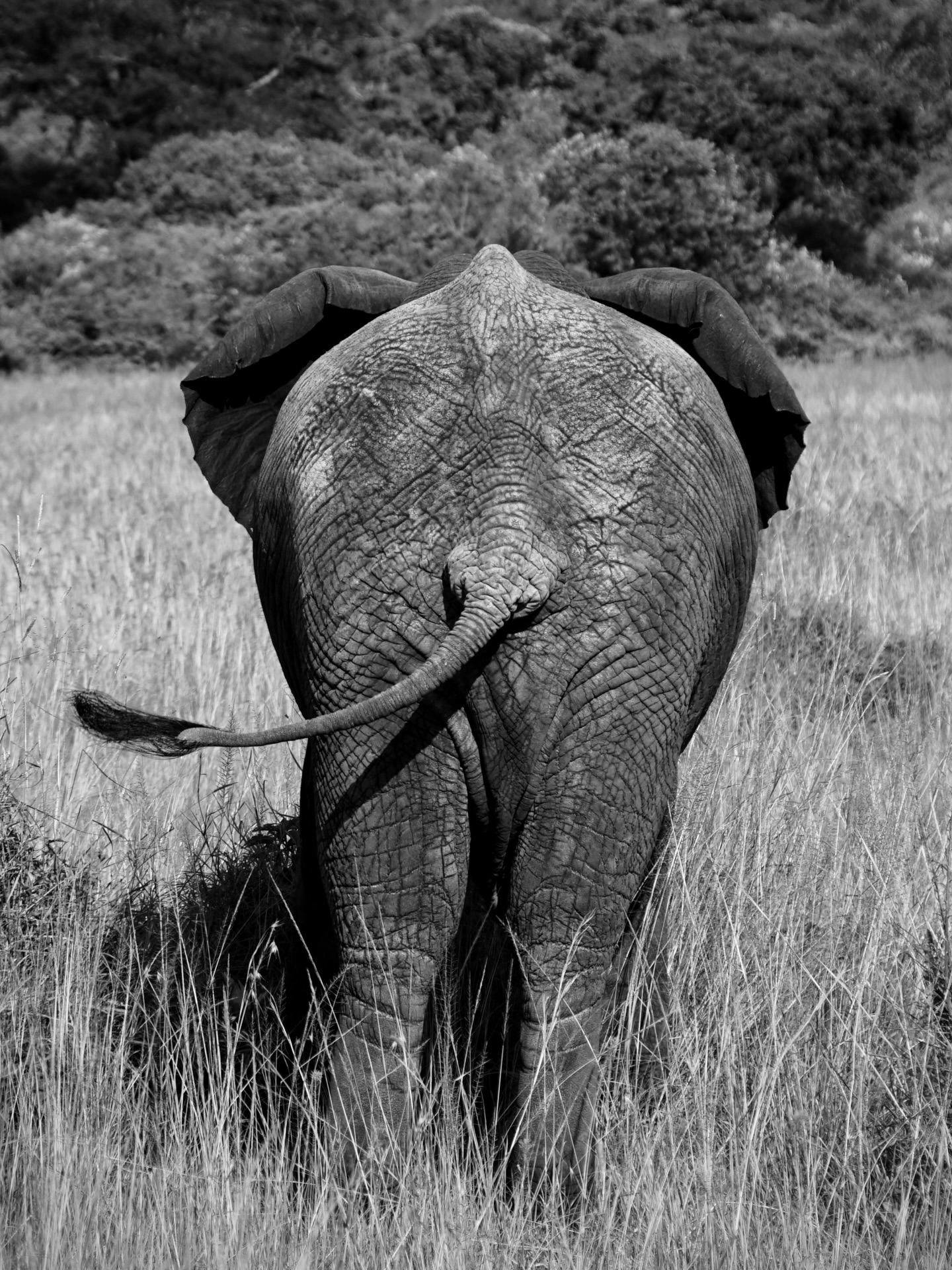 National Geographic na vlastní oči 🙌🦁🐘🦓🐊🦒🦛
Článek o Keni najdete na blogu www.adelaodjela.cz nebo v linku v bio. 🔗
#wildlife #adelaodjela #kenya #safari