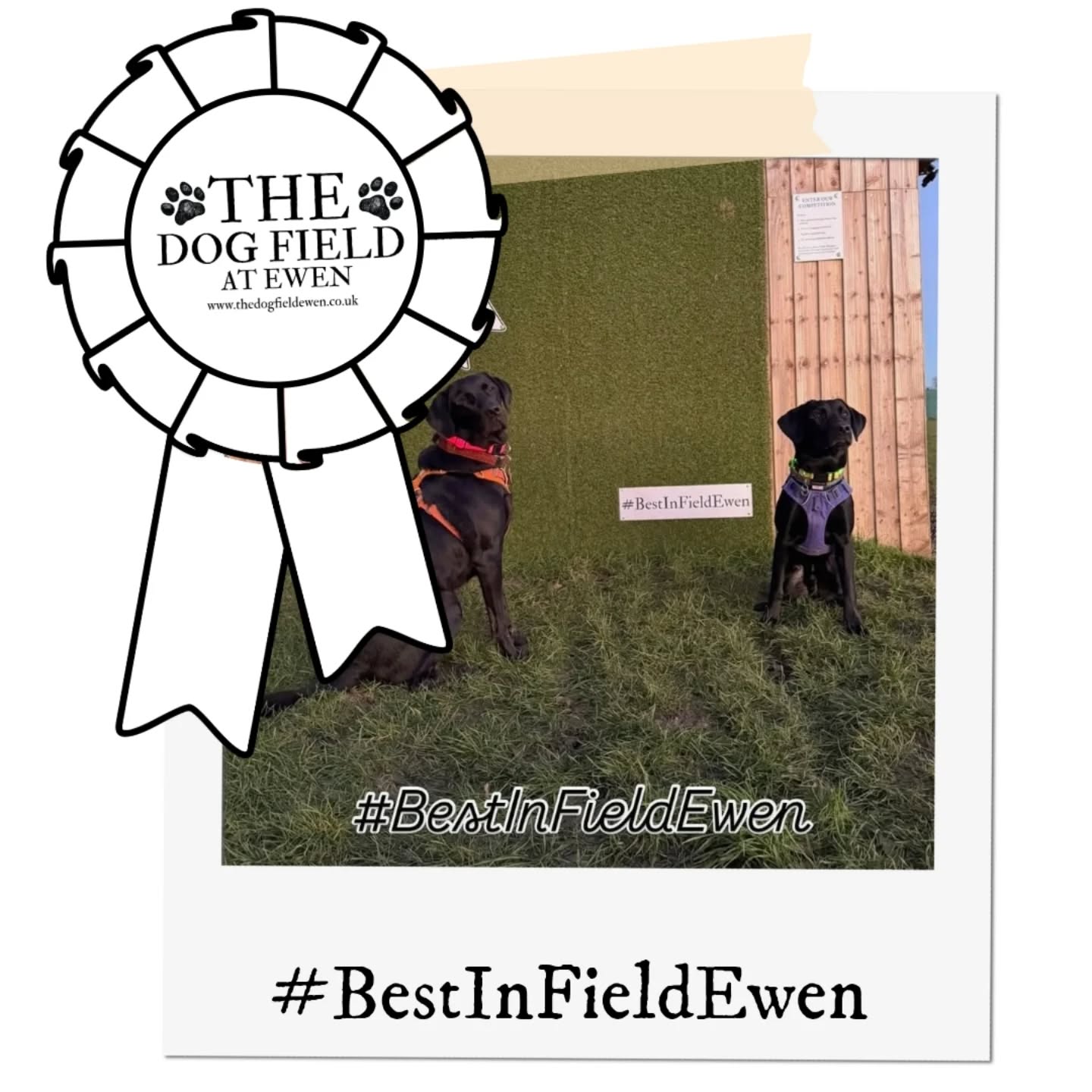 A huge congratulations to @hon_jonathan_percy for winning our #bestinfieldewen December competition
Thank you to everyone who entered this month. We absolutely loved seeing all your wintery visits, muddy paws, frosty noses and happy dogs enjoying their time in the field. It really does make our day seeing how much your dogs love it here
If you’d like to be in with a chance of winning £10 worth of points in January, don’t forget to
🐕 Take a photo during your visit infront of our backdrop
📸 Share it on social media
🏷 Tag us and use #BestInFieldCompetition
Thanks again for supporting The Dog Field at Ewen. We’re so grateful for every booking and every wagging tail!