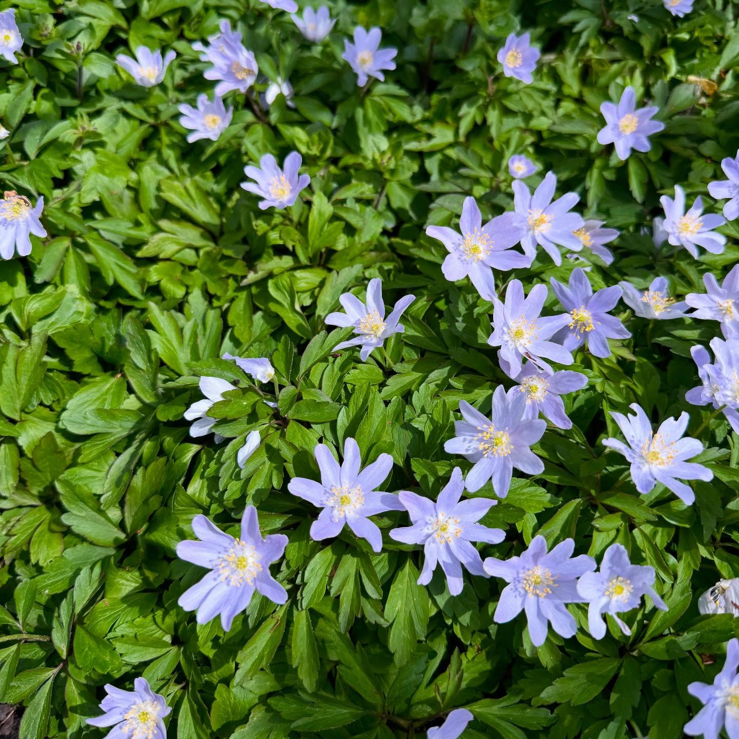 2025 started with me glued to the news, watching in horror as massive parts of a city I once called home burned to the ground. Three different homes that my family had lived in over the years ceased to exist overnight. For most of 2025, our house here in Portland has also been in a state of chaos because of a (relatively massive) ‘house project’. It has been both incredible and… depleting. In a number of particularly trying moments I’ve turned to Nate and said something to the effect of: “Do we need to reevaluate our lives?” I didn’t even know what I meant, but the gist was that this was all tooooo much. (During the same weeks that we temporarily moved out of our house because of the construction, my brother was moving in with us, we had 2 sets of visitors in town, and 2 funerals + 1 wedding.) We would go on to deem 2025 the year of destruction.
That all said, as I looked through my photos from this past year, I was reminded that there were equally as many (and maybe more?) deeply positive moments as there were challenging ones. So many of the moments were the type that are so intense (positive or negative) that they almost feel unreal. “Could this really be happening? How are we so lucky? Why is everything SO hard?” I decided this was the perfect time to propose to Nate. :)
In the first few days of 2026, I’m reminded that life always comes with both lightness and darkness. All that we can do is take in both light and dark moments for what they are and continue to persevere. AND... I have found that enduring (and emerging from) more trying moments only intensifies my ability to appreciate the lighter ones. I am so thankful for my home. I’m so thankful to have a job that I love. And I’m so thankful to have family and friends who have given me a little extra grace this year. <3 Here’s to another wild one!