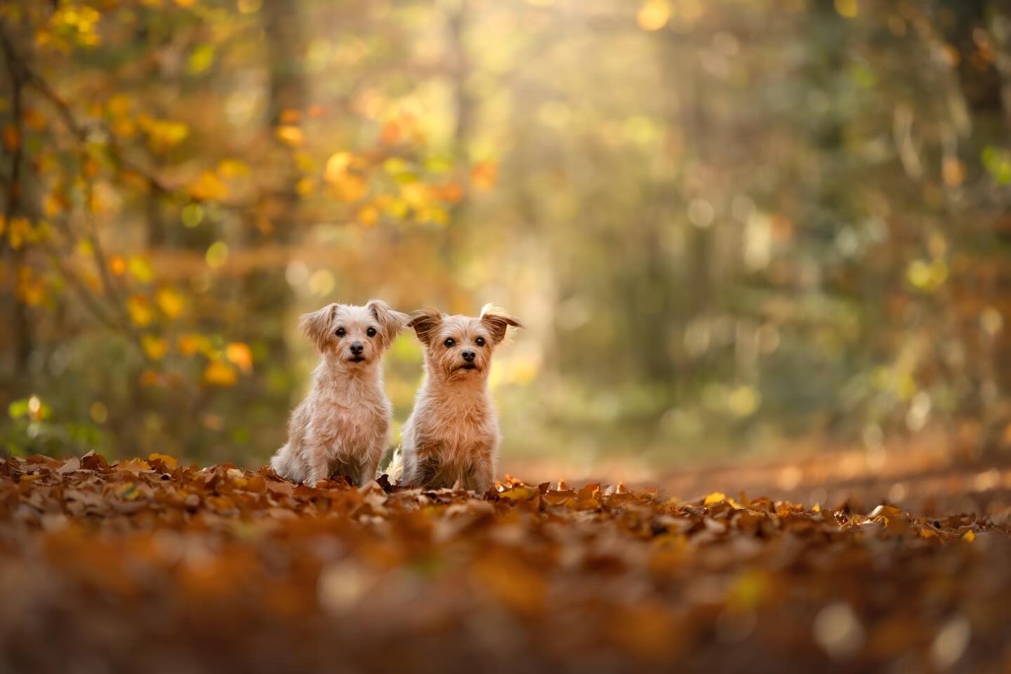 De beste wensen! 🥂
Terwijl er buiten sneeuw ligt, blik ik even terug op de mooie herfst die we hebben gehad 🍂.
Niet alleen het seizoen is veranderd, ook mijn studio locatie! Binnenkort kun je mijn studio vinden in Lent. Ik heb de mogelijkheid om mijn studio voort te zetten in onze nieuwe woning, studio aan huis dus🏠 Ik ben nog druk bezig om de ruimte vrij te maken, maar shoots boeken/inplannen kan weer!
#seizoen #fotoshoot #hondenfotograaf #huisdier #hond