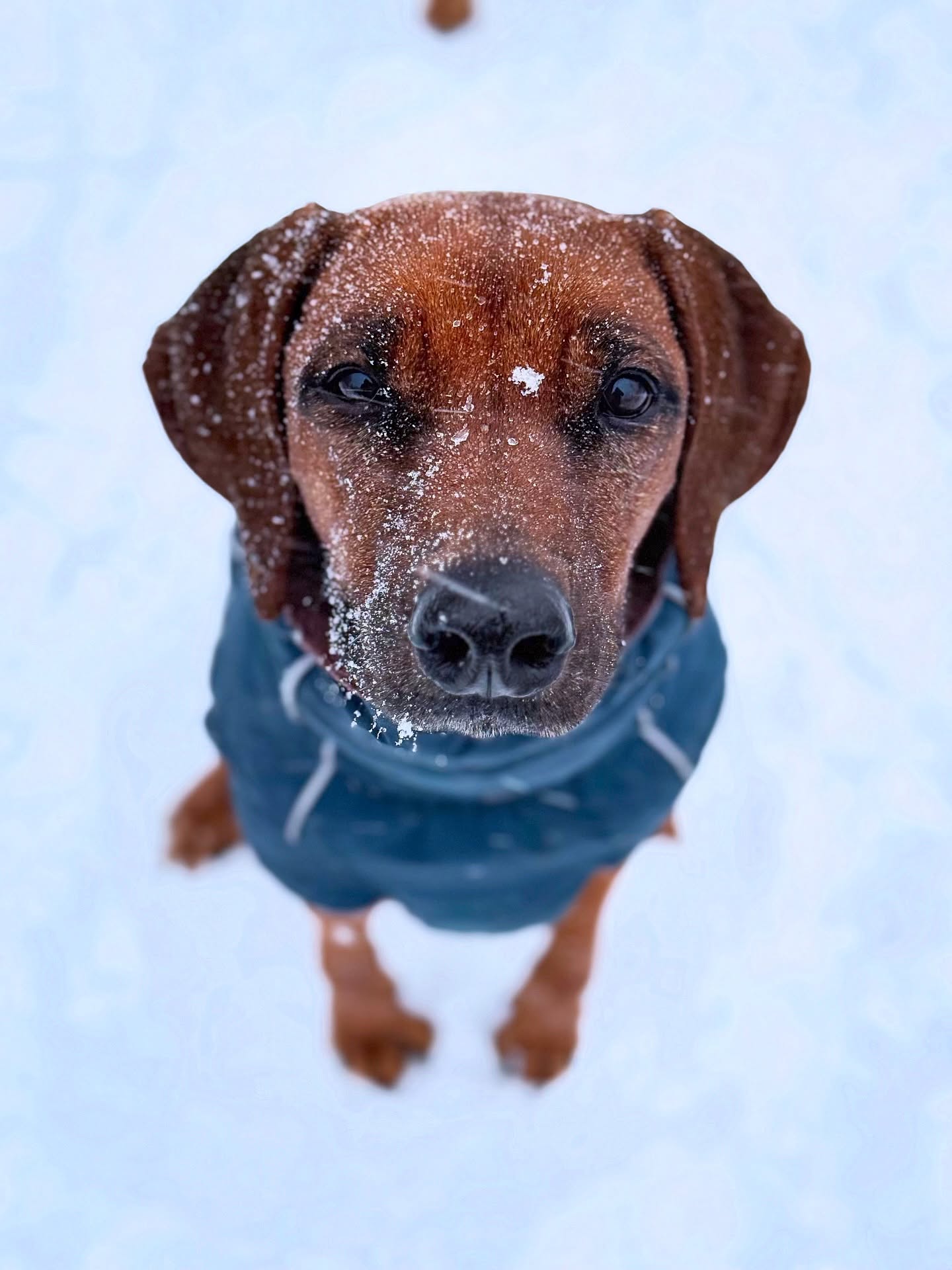 Frauchen feiert Schnee-Party, Ivy hat das Event innerlich schon verlassen.
.
.
#ridgeback #hundeliebe #ichliebemeinenhund #doggo #snowface