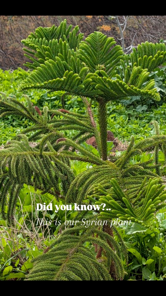 Interesting fact. This plant's origin is Syria! It was brought to Porto Santo years ago and feels just fine in our climate.
#portosantoisland❤️ #portosantoisland #howtoportosanto #portosanto #portugal #ilhadourada #holiday #plants