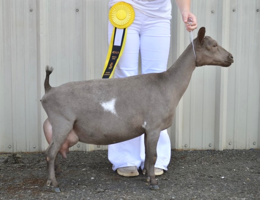 📣 OFFICIALLY Introducing CH Briarwood DG DG BR Gingerbread VVVE 88 📣
(@ 4yro 3Fresh)
Our first finished champion in our small herd 🥹
#adga #nigeriandwarfgoats #showgoats #dairygoats