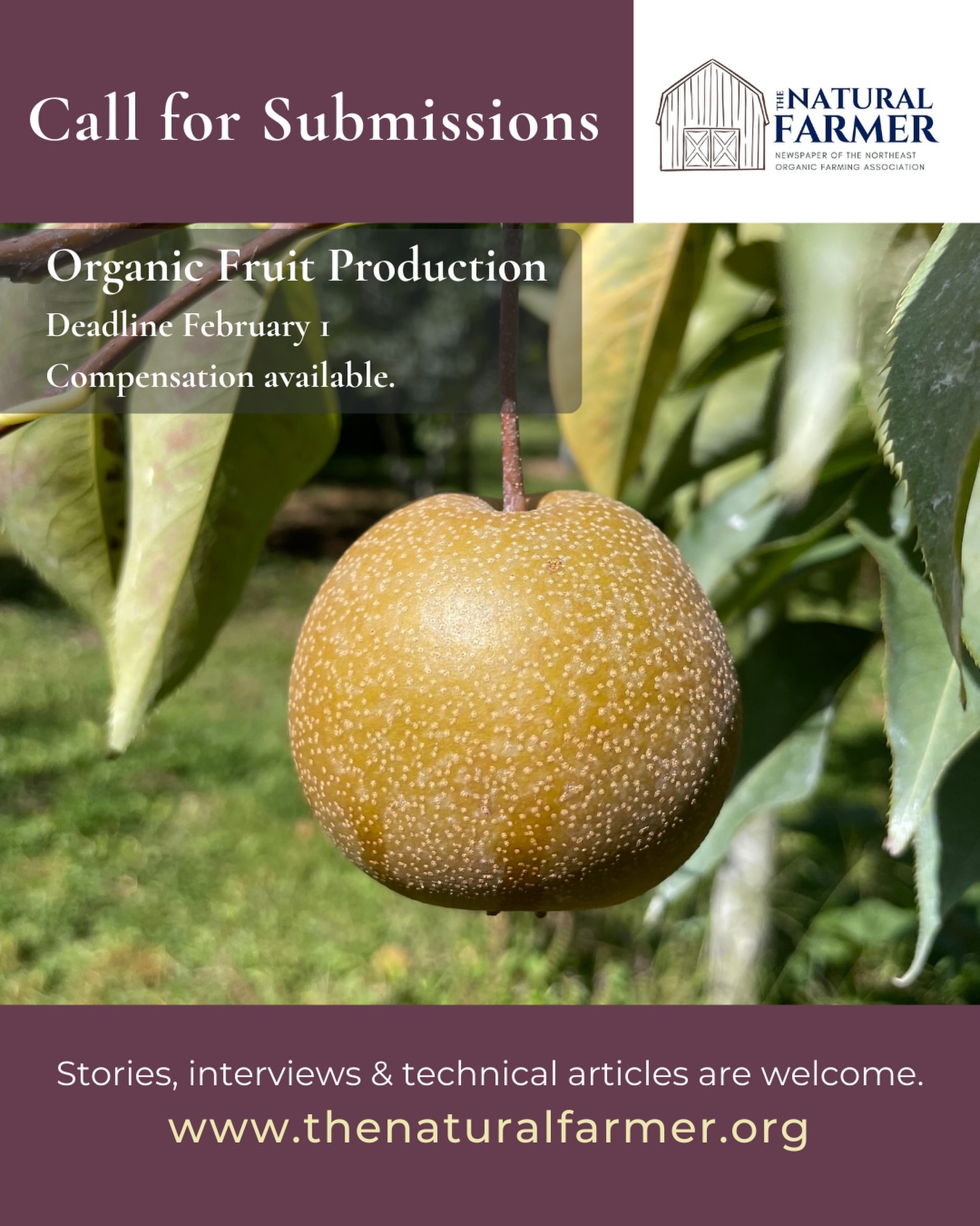Only a bit more than three weeks left to submit articles for our Organic Fruit Production edition!
The deadline to submit is February 1st and compensation is available!
A call to our state chapters @nofa_ri @nofanewyork @nofamass @nofavermont @nofanewhampshire @nofanj @ctnofa - are there any farms and farmers out there growing amazing organic fruit? We’d love to hear from them!
.
.
.
#OrganicFruit #TheNaturalFarmer #NOFA #RegenerativeAgriculture #OrganicFarming