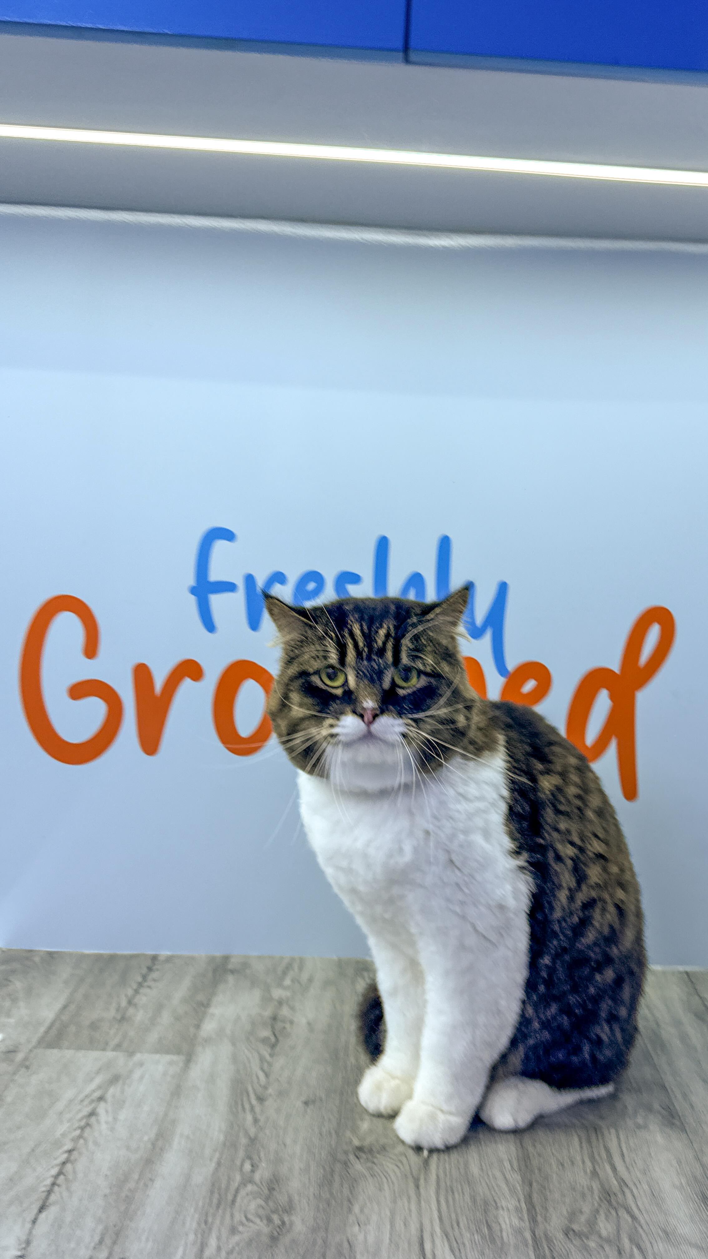 No car rides. No waiting rooms. No drama. 🧡
Mobile cat grooming done right outside your home.
Book your appointment today. #wagginized ✨