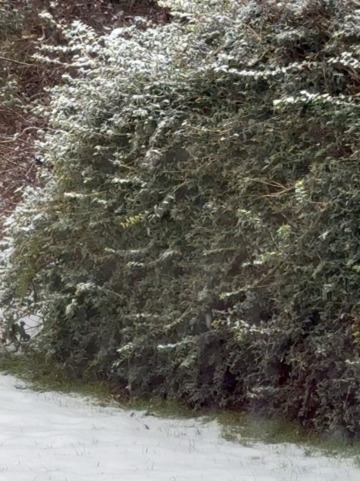 Heute habe ich mit dem Schnee gesprochen, seine Qualität, die in der Kälte liegt, und seine Antwort war, mich umzusehen, um zu spüren, worum es geht, was ich sehe, wenn ich meine Egoanteile nichtig werden lasse.
Auch wenn die Rauhnächte vorbei sind, spüre ich noch so viel Bedarf an Rückzug und Reflektionen für mich und stehe wieder am Anfang, wozu ich Yoga übe und was ich damit weitergeben möchte als Lehrerfunktion.
Und ich stoße immer wieder auf Ideen und Konzepte und spüre, dass wir uns das vermeintlich einfacher machen wollen, indem wir uns im Außen etwas oder jemanden suchen, der oder das uns dahin bringen soll, wo wir gerne sein würden beziehungsweise wie wir gerne sein würden, anstatt selbst in die Veränderung zu gehen. Alte Formen (in welcher Art auch immer), die Schuld zu geben, wird immer einfacher sein, als sich selbst zu bewegen. Aber selbst wenn wir im Außen alles ändern, der Kern wird der selbe bleiben, und nach einer Weile stehen wir wieder an gleicher Stelle, und der Kreislauf beginnt von Neuem.
An sich selbst zu "arbeiten", ist der einzige Weg zur Veränderung.
Dazu braucht es Offenheit und in meinen Augen auch immer mehr Einfachheit in den Dingen, die wir tun, um leichter den Fokus zu bewahren, weniger in die Ablenkung zu gehen und auch die Ehrlichkeit das Bewusst werden, wenn’s uns immer wieder davon wegzieht, sich was Neues zu suchen, weil wir uns mit dem Alten langweilen.
Danke Kälte, danke Schnee für unser heutiges Gespräch. 🫂❄️