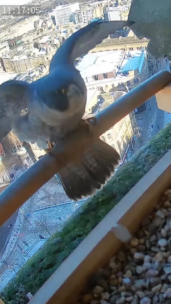 Very exciting news today! For the first time ever we’ve seen a Peregrine on the nesting tray that we installed on the City Hall clock tower last year! It appears to be the male, and it will be interesting to see if the female visits and makes a scrape in the gravel. Will they lay eggs in March? Will they hatch? Will we see chicks growing up and fledging over centenary square? A long way to go yet, but this news bodes well for the breeding season. Follow the drama at www.bradfordperegrines.com
#peregrine
#bradford