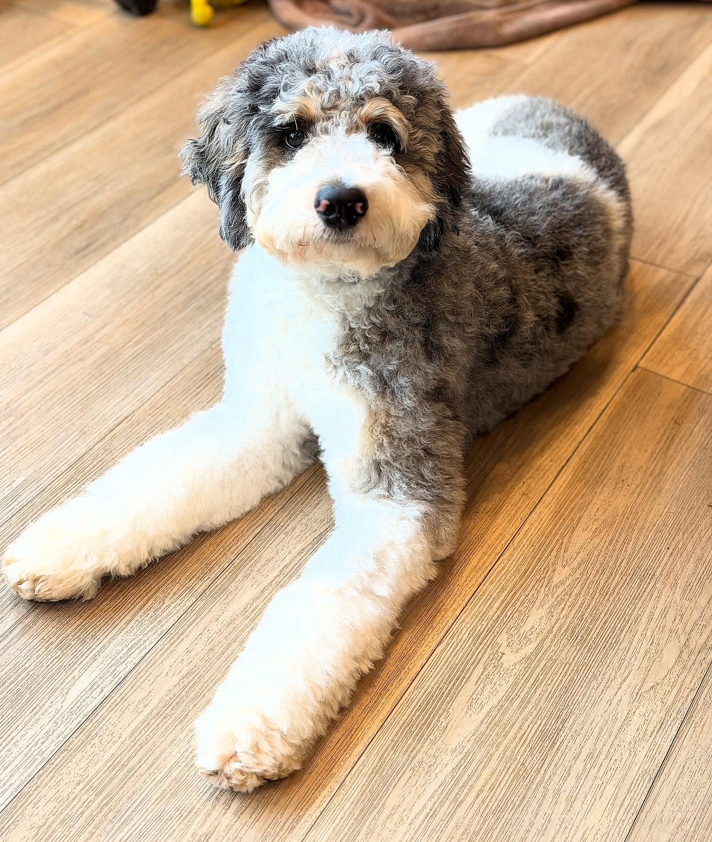 This sweet girl #LKbernedoodles