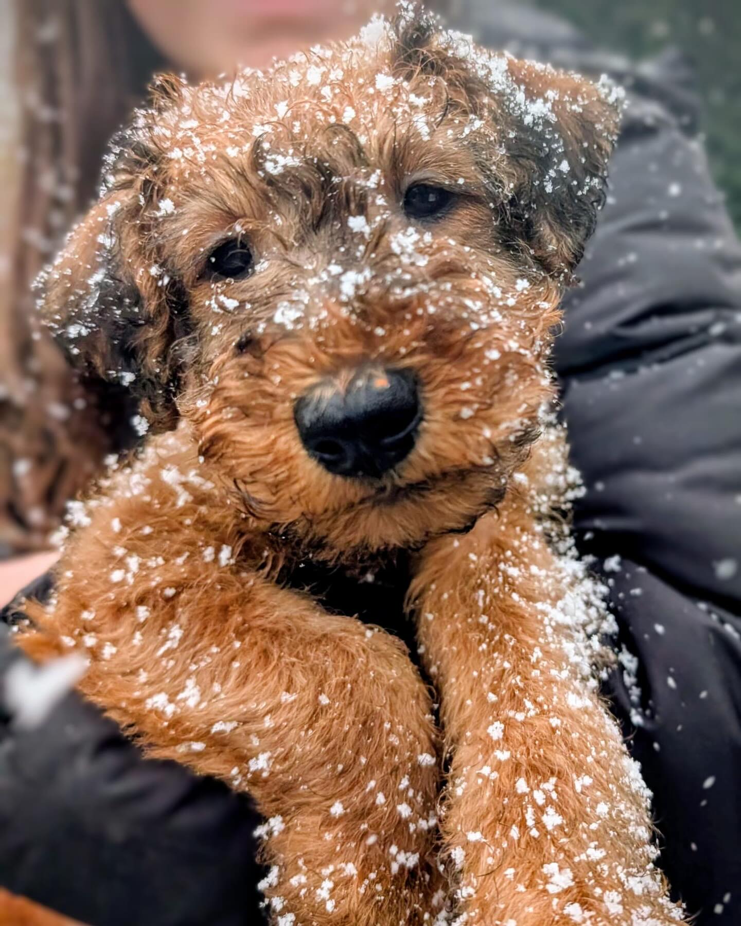 Lovely to get a picture of snowy Skipper! ❤️☃️😍#snowdog #puppy #irishterrier #newfamily #newhome #irishterrierlove #irishterrierlovers