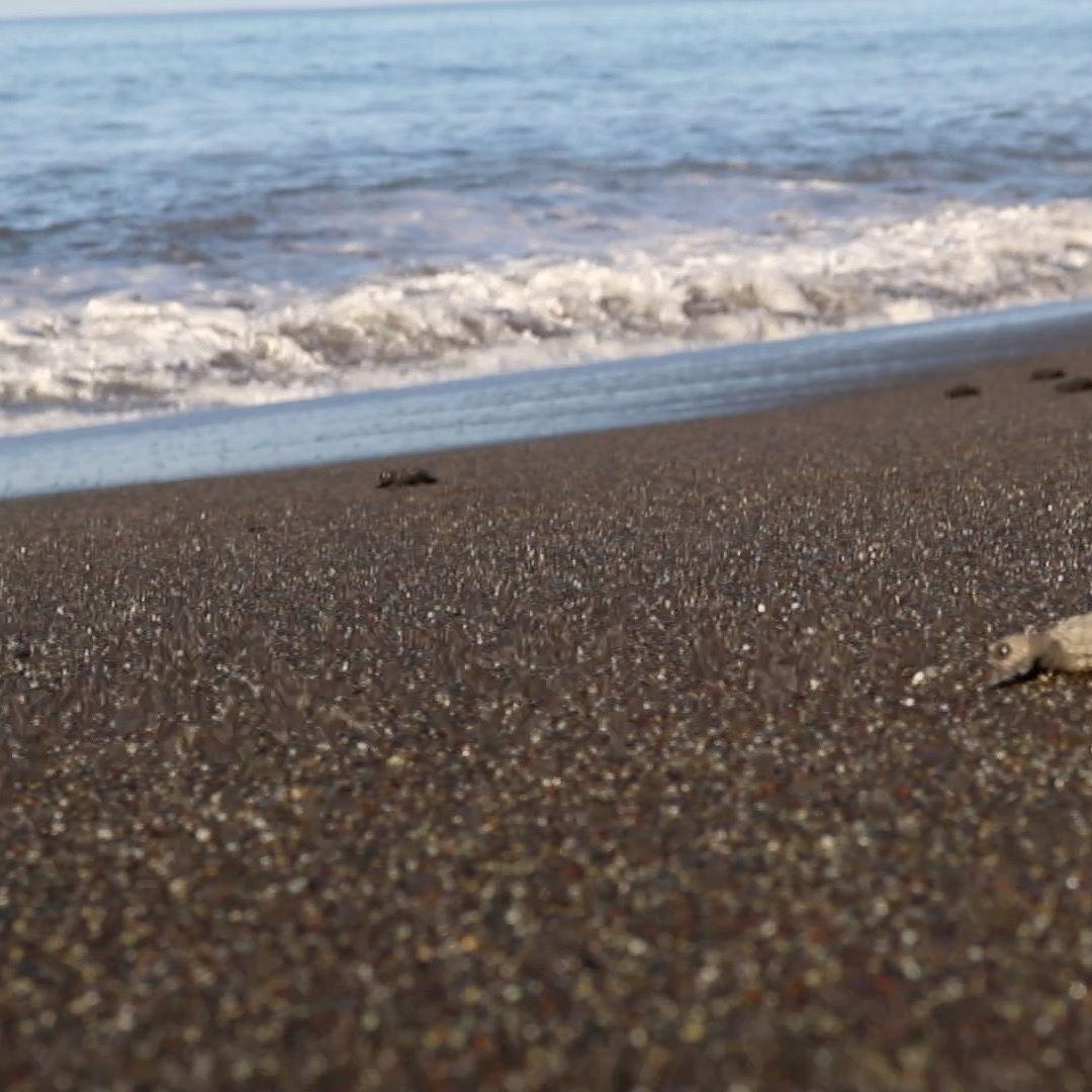 Did you know we have 4 of the world's 7 species of sea turtles here? The Olive Ridley, Green, Hawksbill, and Leatherback. All listed as vulnerable to critically endangered.
Partnering with our local Sea Turtle Conservation Foundation that we support, our guests can participate in a baby sea turtle release as well as learn all about the turtles and the work of the foundation.
https://www.morrillobeachresort.com/seaturtleconservationfundat (link in bio)
#Morrillo #AdventureTraveler #AdventurePanama #PanamaCulture #PanamaLife #PanamaWildlife #World_Animal_Protection
#PanamaWildlife #SeaTurtleConservation #SeaTurtleLove @fundacionaguaytierra
#SeaTurtleRescue #SeaTurtleNest #SeaTurtleLovers
#SeaTurtleHatchlings #HawksBill #RegenerativeTravel #RegenerativeTourism #TravelBetter #Regenerate
#SustainableTravels #EcoTourGuide #SurfingLife
#AdventureTravelers #AdventureTraveller #AdventureTraveling
#AdventureTravelFamily #AdventureTravelFamily #FamilyTravelAdventures #FamilyTravelAdventure #AdventurePanama