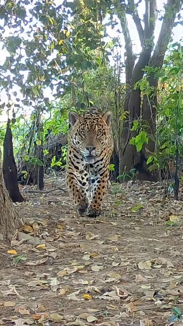 New Year’s Day with Bororo. A powerful walk straight into the year ahead, captured by @wildcatimagingproject in collaboration with @jaguaridproject. Long-term monitoring like this allows us to follow known individuals over years, deepening our understanding of jaguar ecology in the Pantanal.
#jaguar #pantanal #brazil