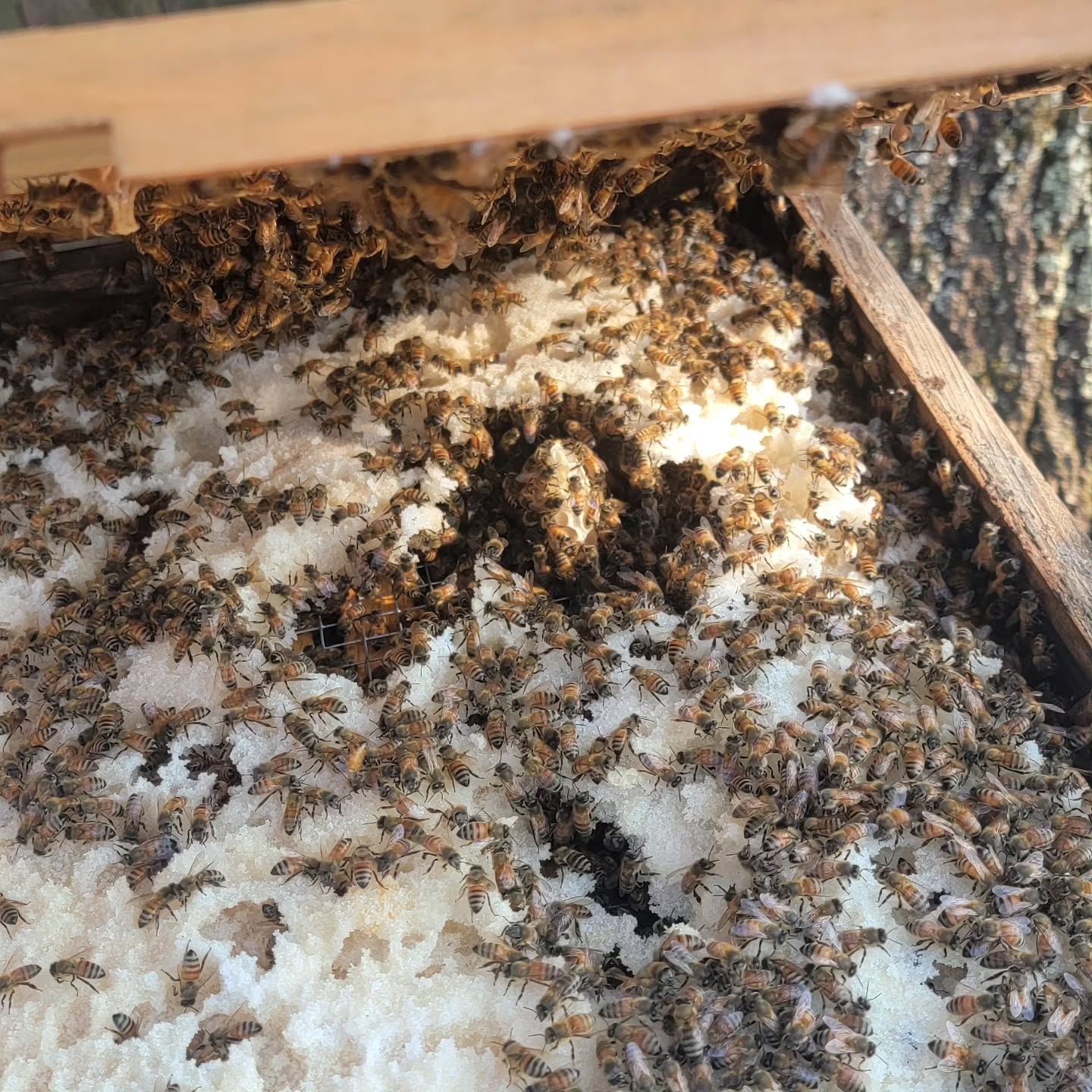 Do/can honeybees build wax in the winter?!?!? Usually no, but look what these girls did! With a candy board on they made a nice bit of burr comb.
#beekeeping #honeybees #winterbees
