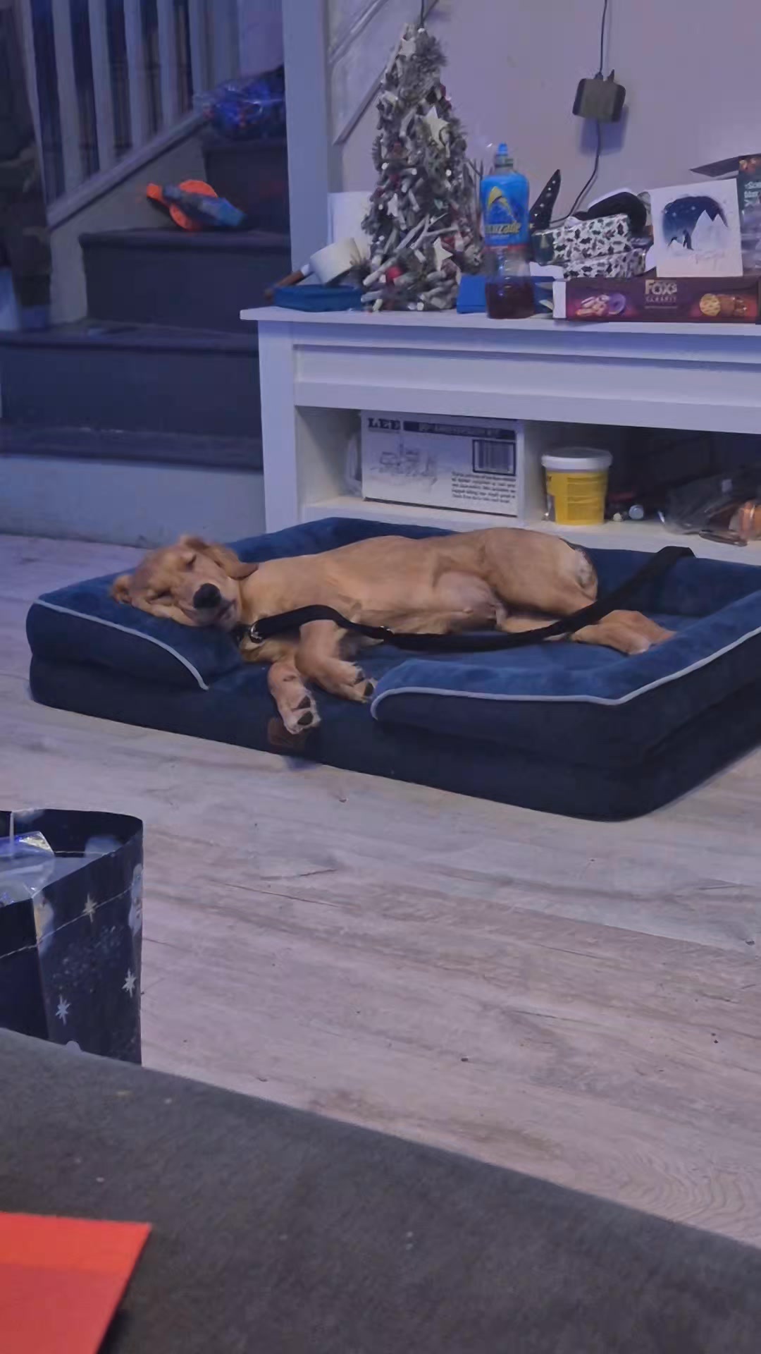 Did you know tethering you puppy (in a safe, supervised way) can actually help them switch off and get the rest they need? 💜💤
Tethering gives your pup gently boundaries-- helping them learn to relax,nap and settle instead of constantly exploring or seeking attention 🐶
It's not punishment -- it's peaceful structure 💫
Teaching calmness now sets the foundation for a confident,well-rested adult dog. 🌿
#puppytraining#puppytrainingtips #puppytraining#PuppyTrainingJourney #calmdog#calmdogs #dogtrainertips#dogtraınertips #settletraining#settletrainingfordogs #happypuppy#happypuppy🐶