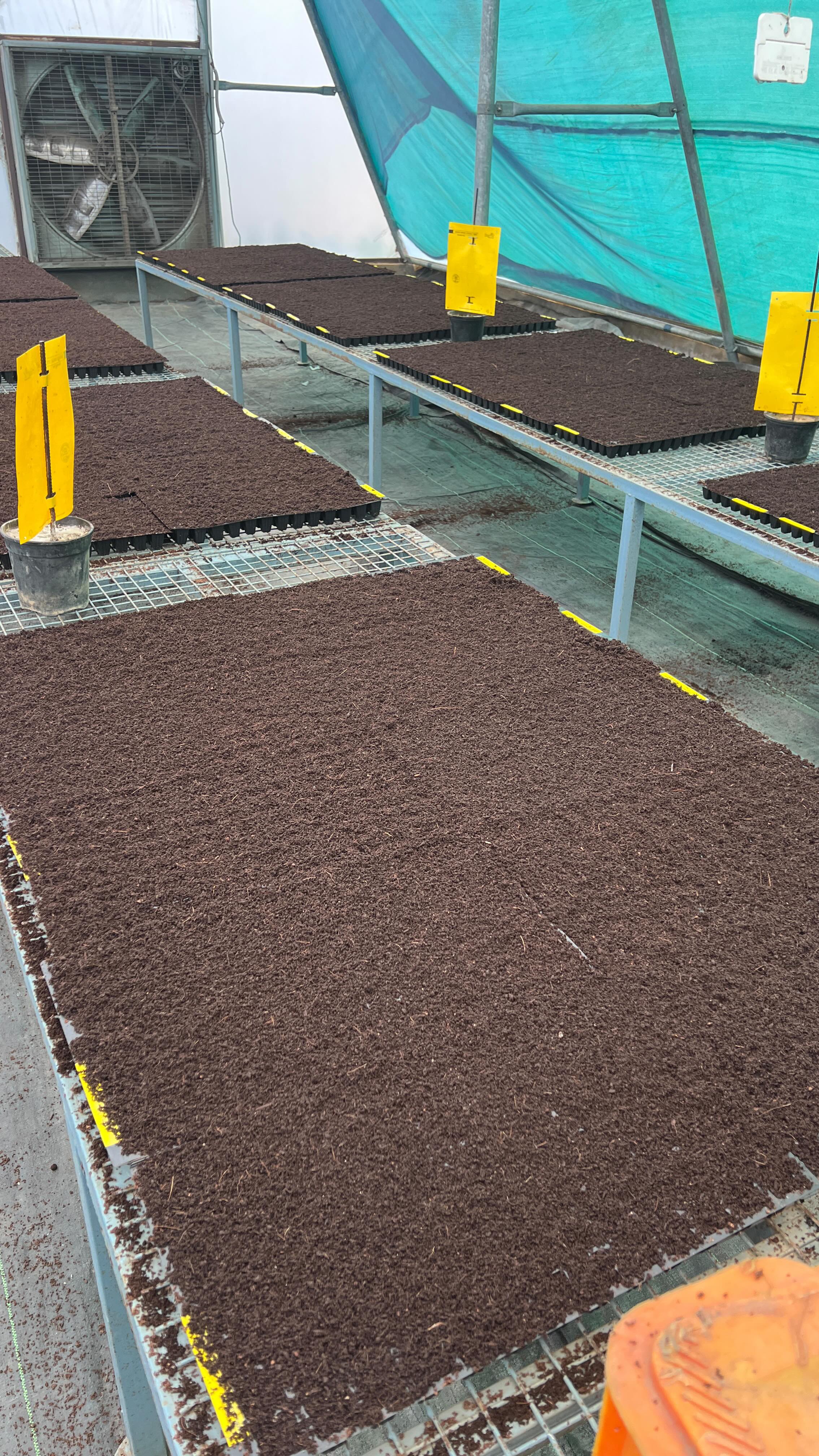 Getting ready for the summer seedling season in our weather-controlled greenhouse.
Every tray, every seed, and every growing condition is carefully planned to ensure strong, healthy, and uniform seedlings.
As we prepare behind the scenes, our focus remains the same — delivering top-quality seedlings to nurseries that trust us year after year.
Growing with care today, so you receive the best tomorrow.
#BiocarveSeeds #SummerSeedlings #GreenhouseGrowing #qualityseedlings HybridSeedlings