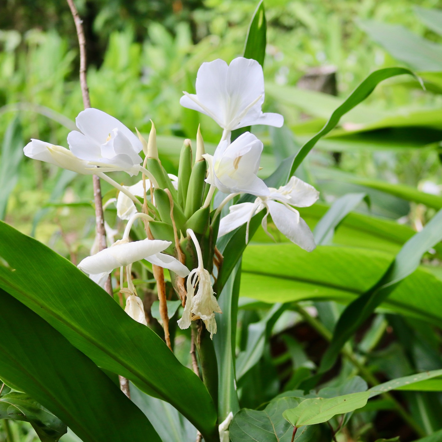 White Ginger - a key ingredient in our fresh coconut curry. Garden to gastronomy fresh food to fuel our guests daily adventures.
#Morrillo #AdventureTraveler #AdventurePanama
#SustainableTravels #SurfingLife #FamilyTravelAdventures #FamilyTravelMoments
#FamilyTravelIdeas #FamilyTravelAdventure #FamilyTravelTime
#AdventureFamilyTravel #AdventureTravelFamily
#AdventureTravelers #AdventureTraveller #AdventureTraveling
#FemaleSurf #WomenInSurfing #SurfChica #SurfingSisters
#femalesurfing #SurfChic #FemaleSurfer #GirlSurf
#GirlsThatSurf #GirlSurfer #SurfgirlMag #SurfAdventure #UncrowdedSurf #SurfPanama #SurfHoliday
