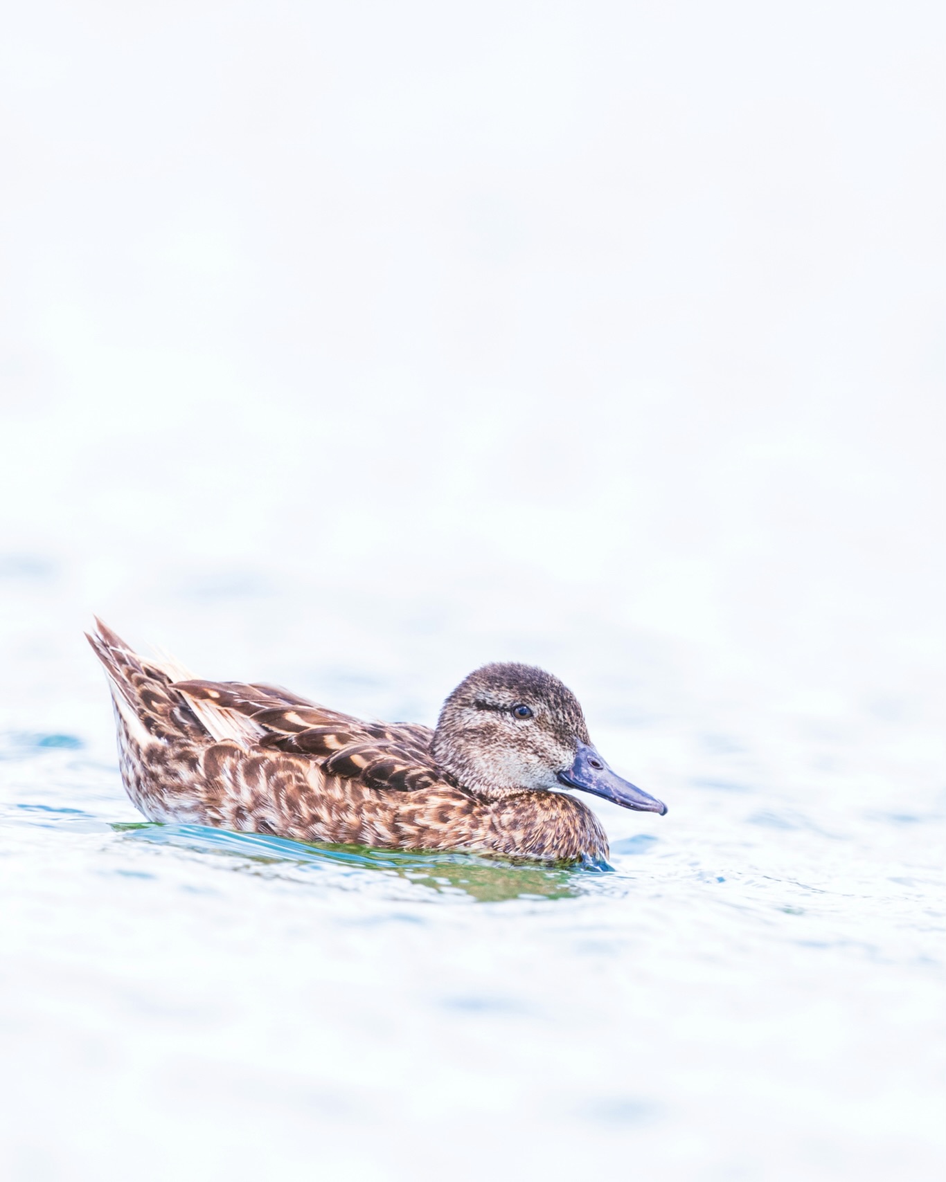 I don’t understand why people overlook brown birds. So many patterns and details to get lost in!
☆
Green-winged Teal
☆
#greenwingedteal #ducks #birdsoftrinidadandtobago #birding #birdphotography