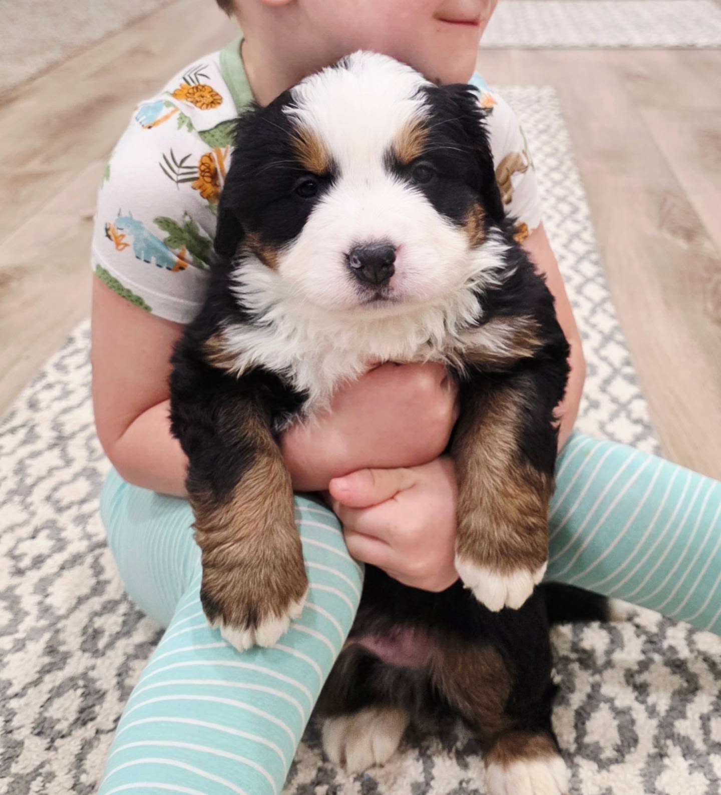 Just a cute puppy!
#puppy #bernesepuppy #bernesemountaindog #berneseofinstagram #puppylove