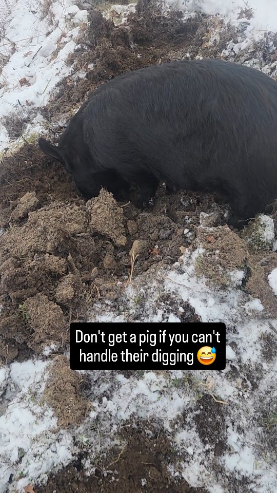 Not every pig digs, but most do! And some do A LOT. Rooting is a natural behavior for pigs. Pigs rooting to find food including roots, tubers, and even grubs! They will even dig while receiving a perfectly balanced diet and well-adjusted environment. Its just fun!
Nose rings, meant to reduce rooting habits by placing onw or several pieces of metal in the edge of their snouts, are particularly cruel. Whether a pig likes to rooting or not can be related to their diet, environment, genetics, or level of energy. We have all types of foster pigs with some being better suited to a small suburban yard or others to big acreage!
#pigsdig #piggy #pigsofinstagram #oink #animalrescue