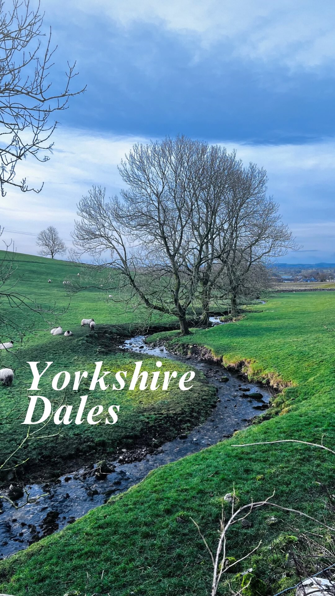 I’m in the Yorkshire dales - a beautiful region - but I can’t help but wonder what the area looked like before the overgrazing by sheep decimated any biodiversity of the plant life. It’s a bit sad that the roadside verges are the only place that wildlife can go to for food and shelter 💚 this is why rewilding projects are desperately needed! Anybody know of any projects underway in the region??