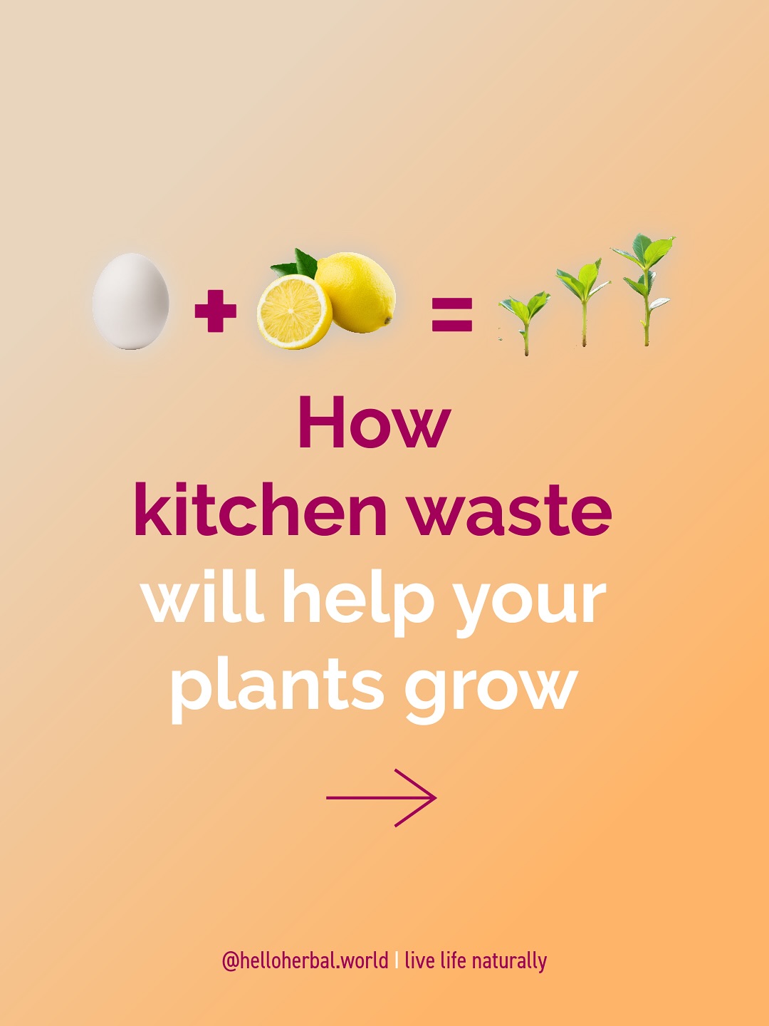 Did you know that many garden soils are calcium-deficient, especially sandy soils, heavily used vegetable gardens, and areas with acidic soil? And calcium is one of the minerals that is key for our plants to grow.
Calcium also leaches away with rain and watering, so supplementing is often beneficial!
The good thing is that 2 of our kitchen scraps can be turned into powerful bio available calcium plant nutrition for our garden.
Swipe to see how to ā»ļø reuse your š„eggs and šlemons and which plants will love it.
šSave and share this with someone who needs this hack (super nice if you do) š«¶āØš Follow @helloherbal.world for tips, recipes and DIYs to live life naturally
#GardenHacks #NaturalFertilizer #ZeroWaste #Plantfood #naturalliving #livelifenaturally #kitchenhack
