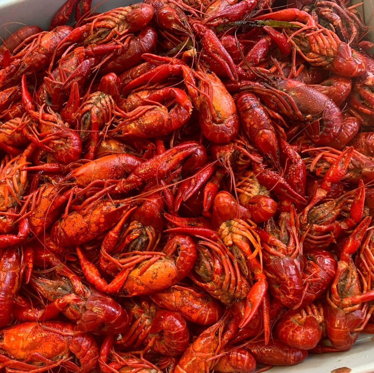 Big flavor and Southern soul! 🔥🦐
✨ Lirette's Cajun Kitchen & Seafood is packed full of flavor! Try out their amazing menu and get a taste of authentic Louisiana cooking! 🌶️🤍
#visitpulaski
