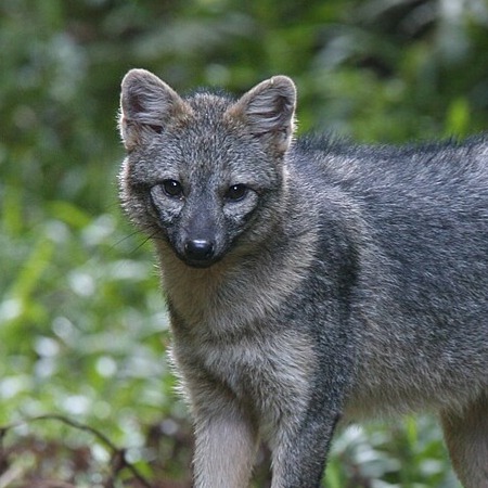 Many animals use medicine, and most cases of animal medication involve the use of plants. But it is becoming ever clearer that animals may use other animals as medicine instead. Recent work has shown that chimpanzees use insects to treat wounds, and that lemurs and capuchins rub toxic millipedes into their fur, which repels botflies and mosquitoes. These is some evidence that dolphins may use sponges and corals to coat themselves in antimicrobial. And now, a study has found that a crab-eating fox rubbed itself with a cricket, and licked a cockroach - without eating the insects. Many insects produce antimicrobial compounds, and it is possible that the animal used the insects as medicine. The link to the new study is in the comments; as is the link to the photo by Tomfriedel.